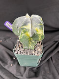 Astrophytum Myriostigma cv. Fukuryu Variegated cactus - 1081