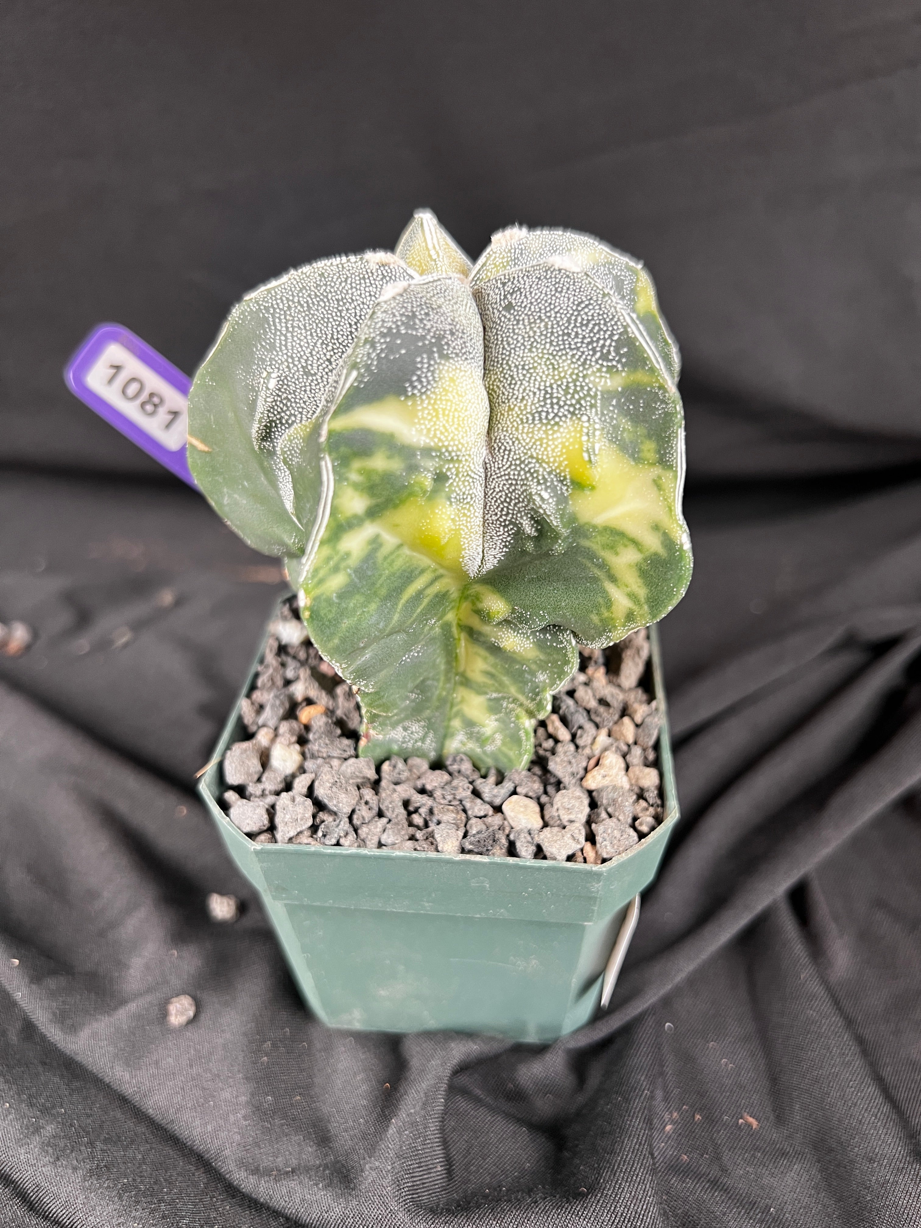 Astrophytum Myriostigma cv. Fukuryu Variegated cactus - 1081