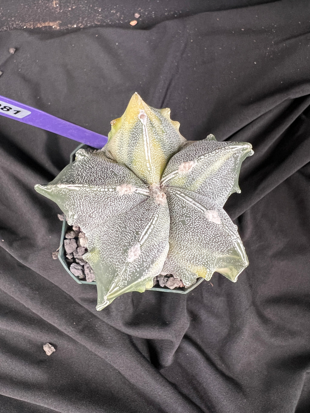 Astrophytum Myriostigma cv. Fukuryu Variegated cactus - 1081