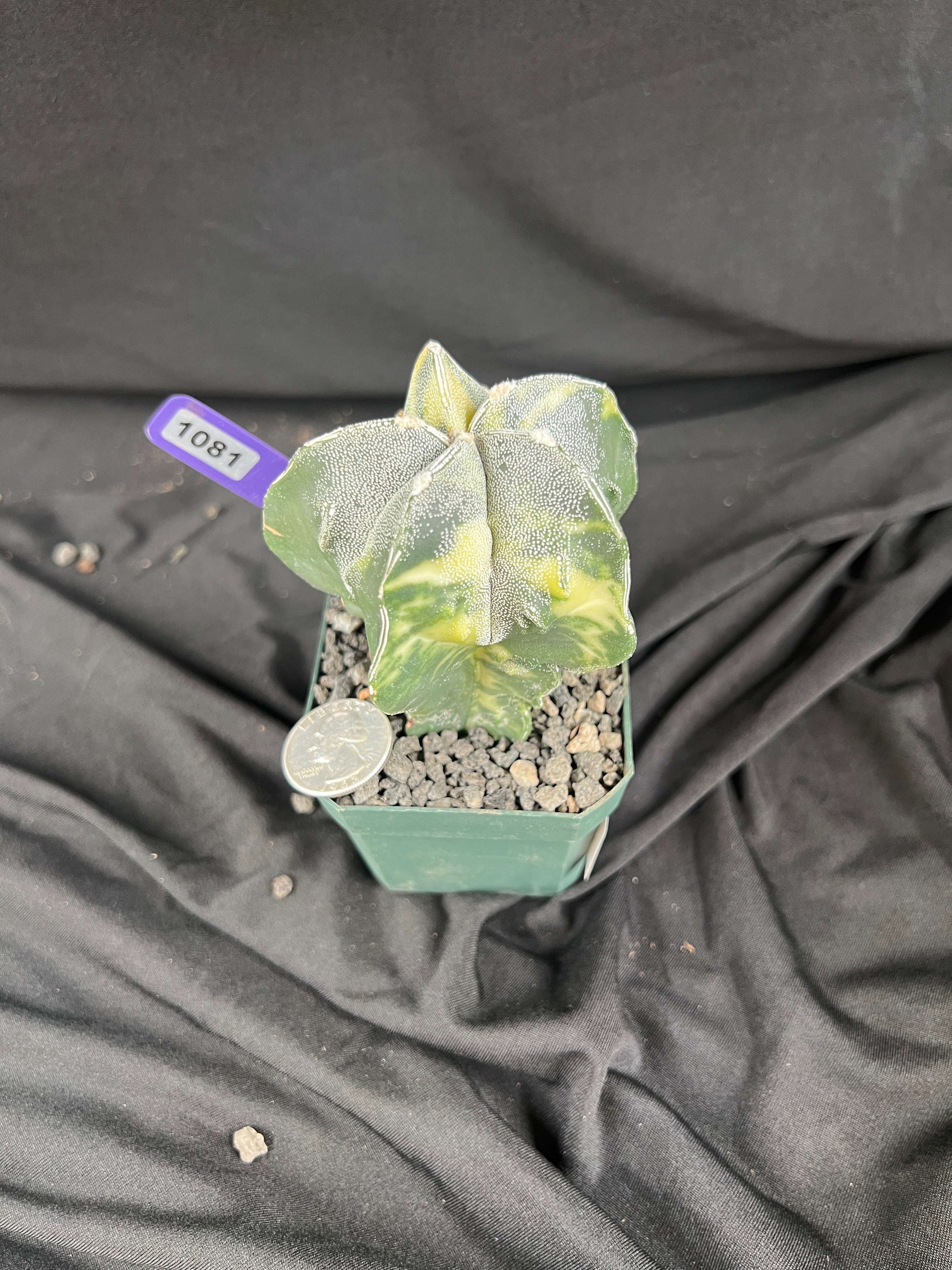 Astrophytum Myriostigma cv. Fukuryu Variegated cactus - 1081