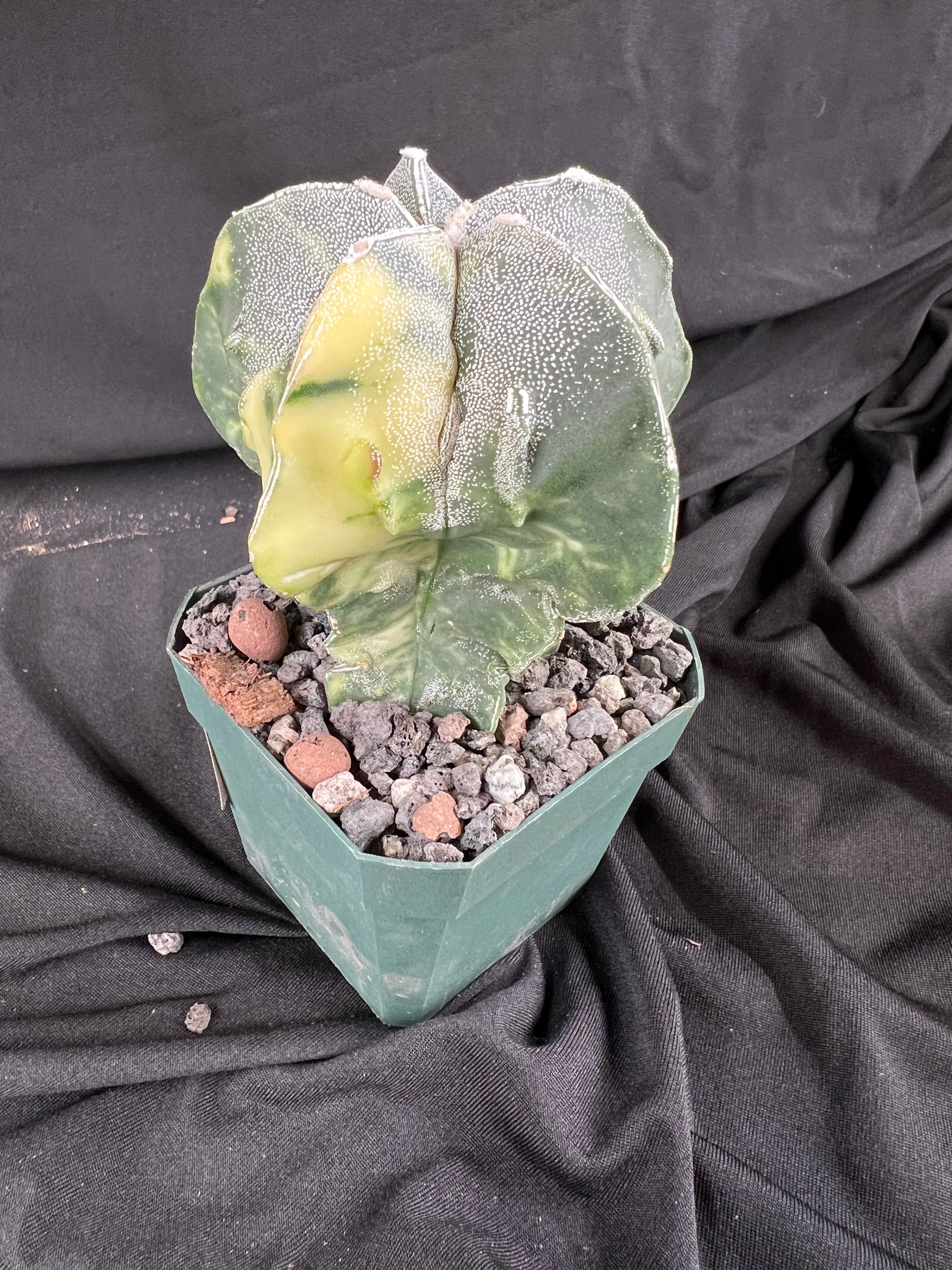 Astrophytum Myriostigma cv. Fukuryu Variegated cactus - 1081