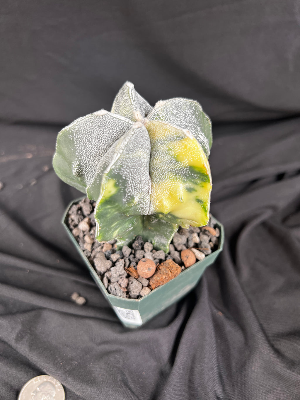 Astrophytum Myriostigma cv. Fukuryu Variegated cactus - 1081