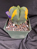 Astrophytum Myriostigma cv. Kohyo cactus - 1082