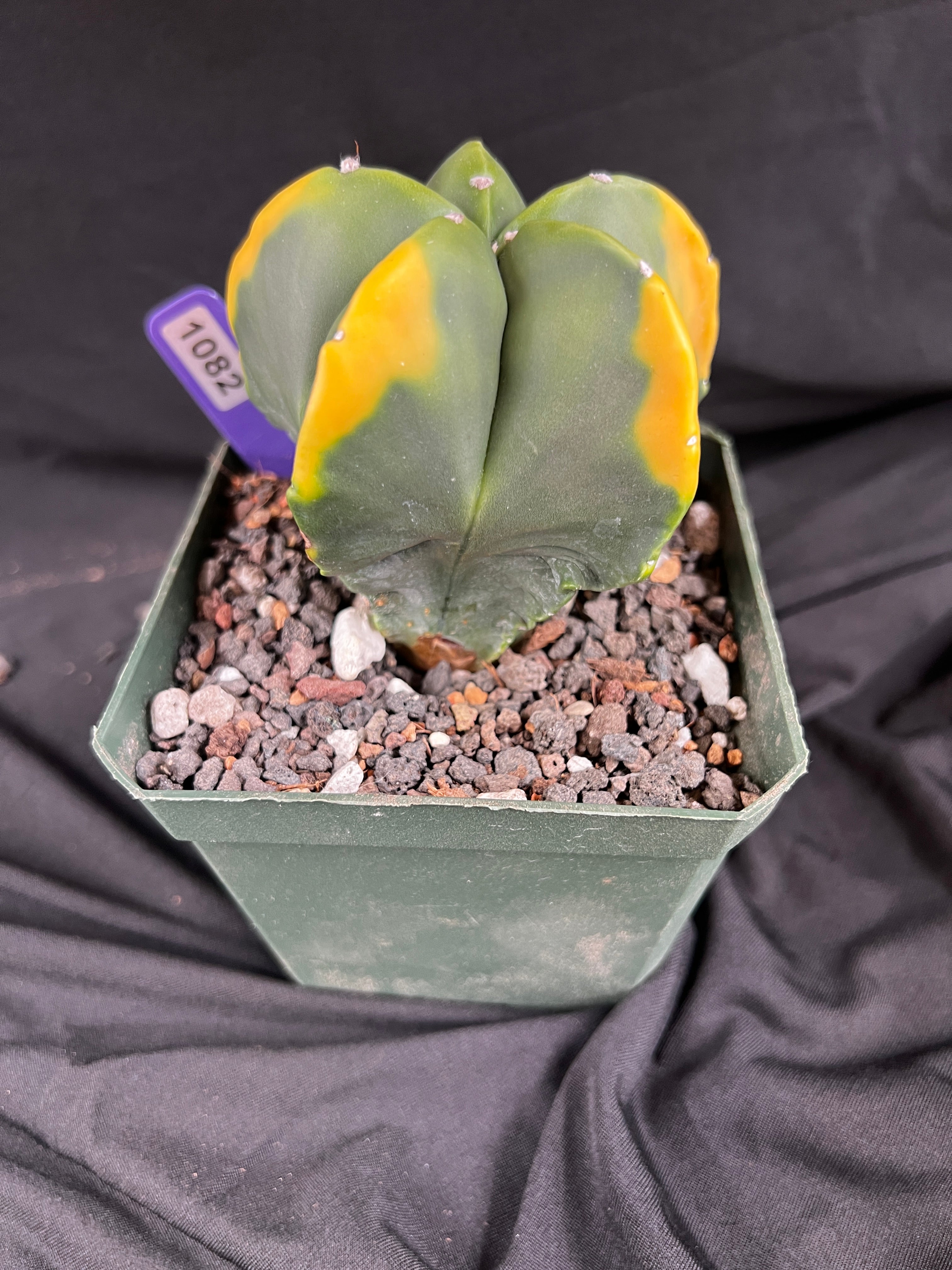 Astrophytum Myriostigma cv. Kohyo cactus - 1082