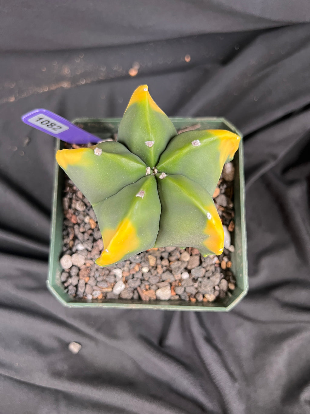 Astrophytum Myriostigma cv. Kohyo cactus - 1082