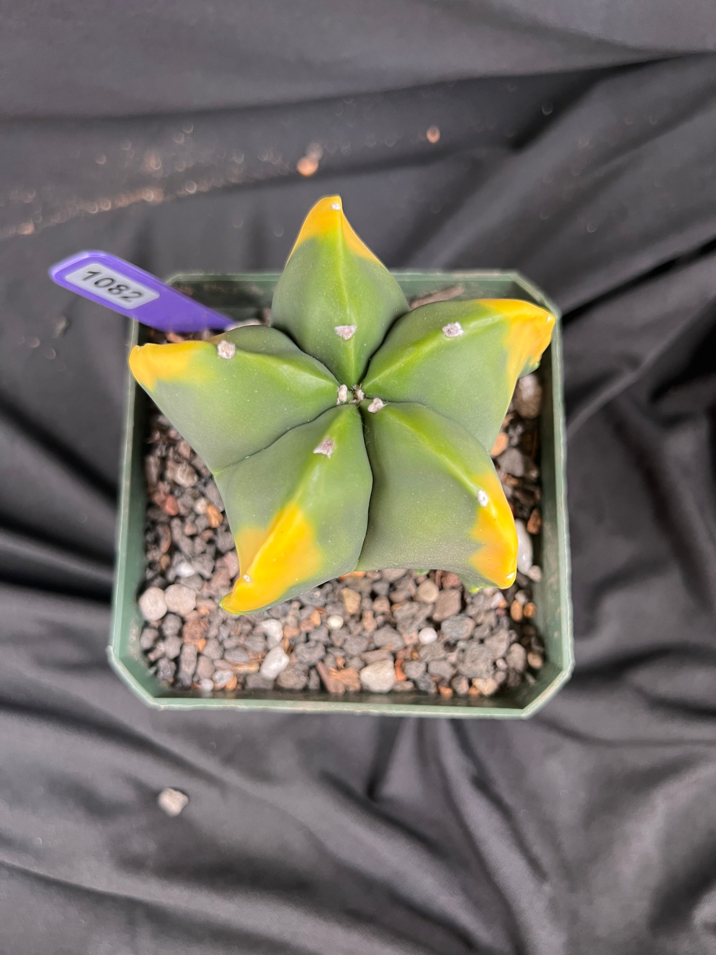 Astrophytum Myriostigma cv. Kohyo cactus - 1082