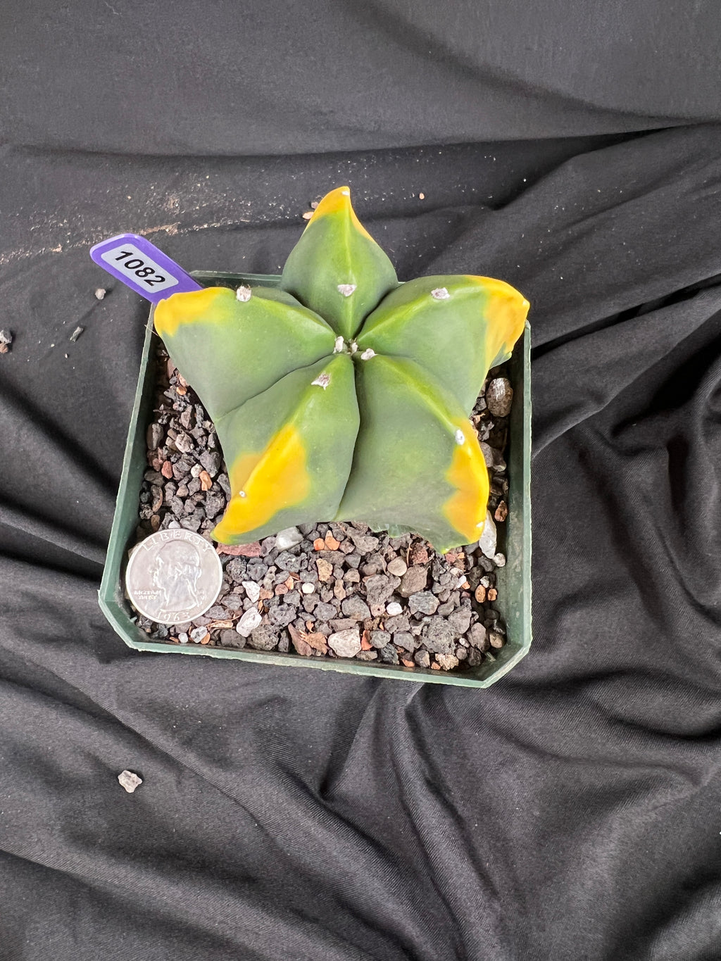 Astrophytum Myriostigma cv. Kohyo cactus - 1082
