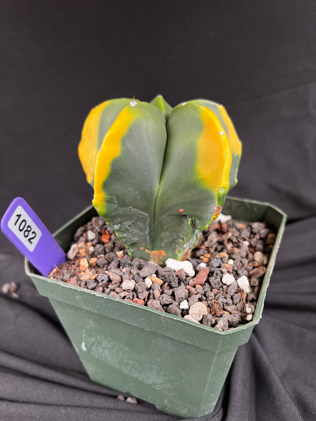 Astrophytum Myriostigma cv. Kohyo cactus - 1082