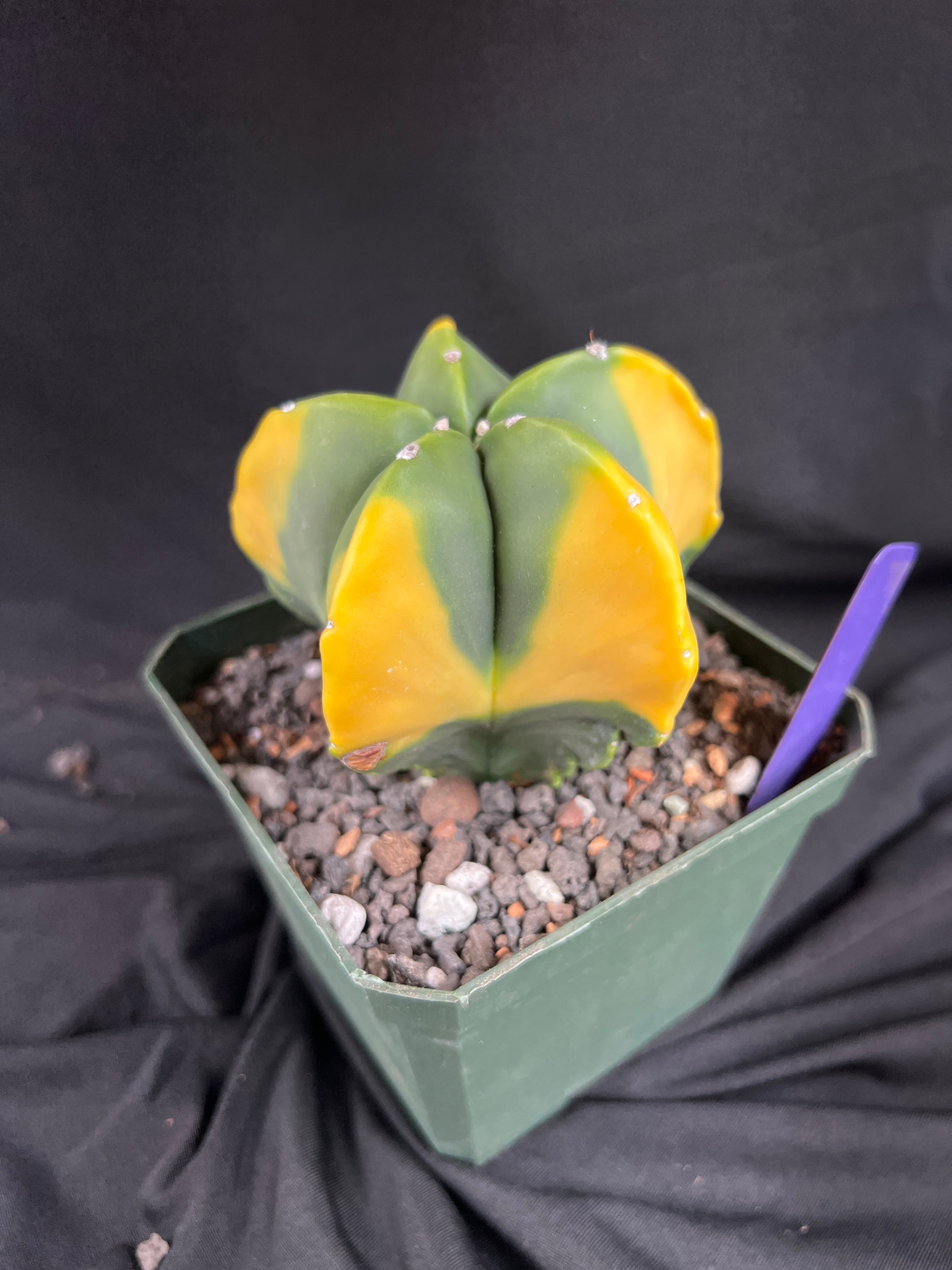 Astrophytum Myriostigma cv. Kohyo cactus - 1082