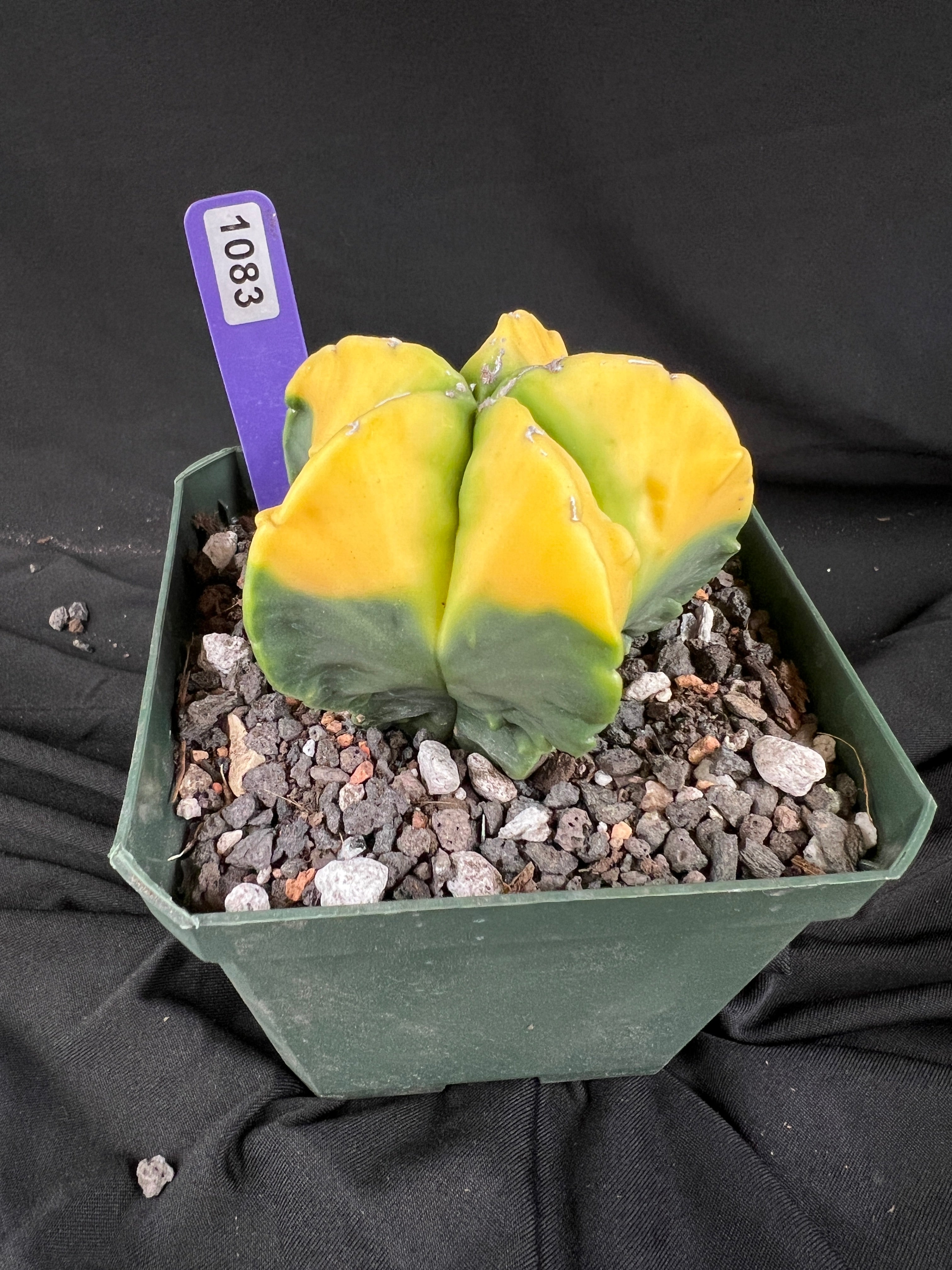Astrophytum Myriostigma cv. Kohyo cactus - 1083