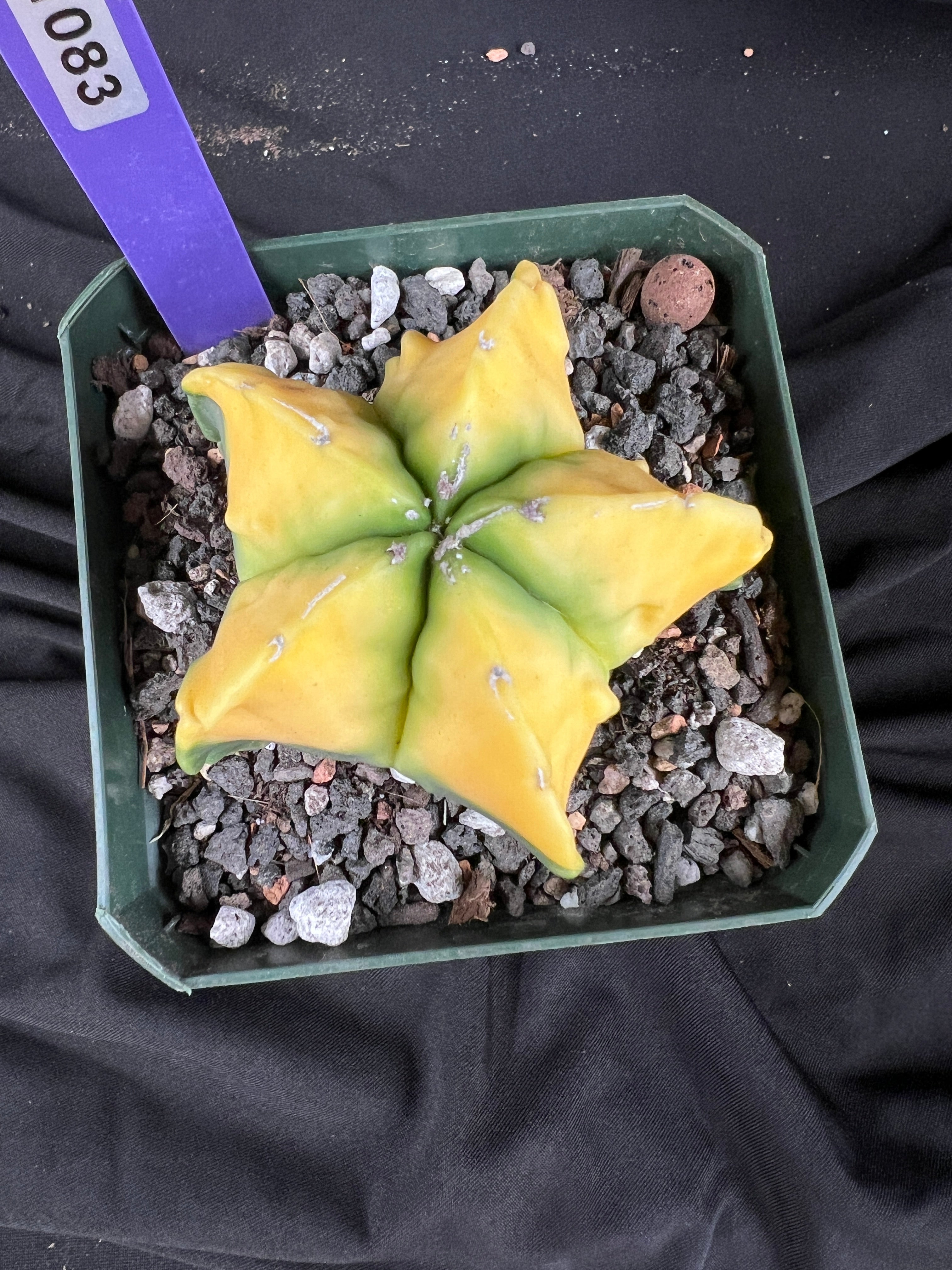 Astrophytum Myriostigma cv. Kohyo cactus - 1083
