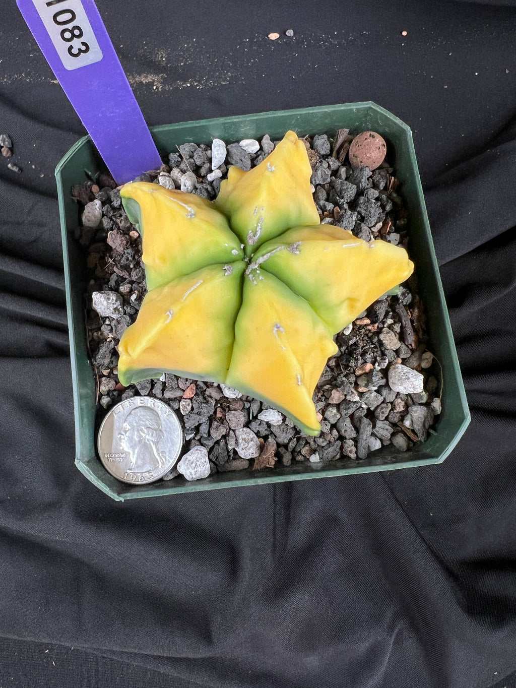 Astrophytum Myriostigma cv. Kohyo cactus - 1083