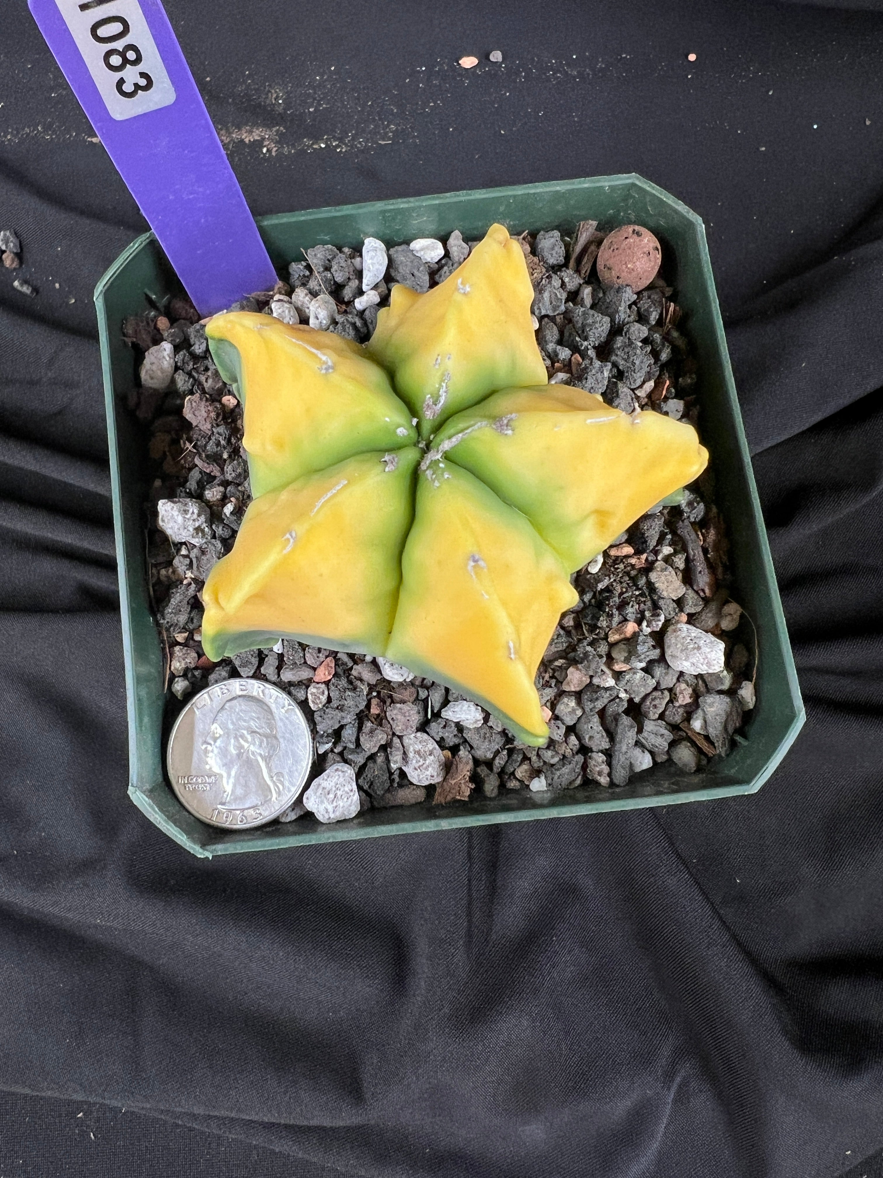 Astrophytum Myriostigma cv. Kohyo cactus - 1083