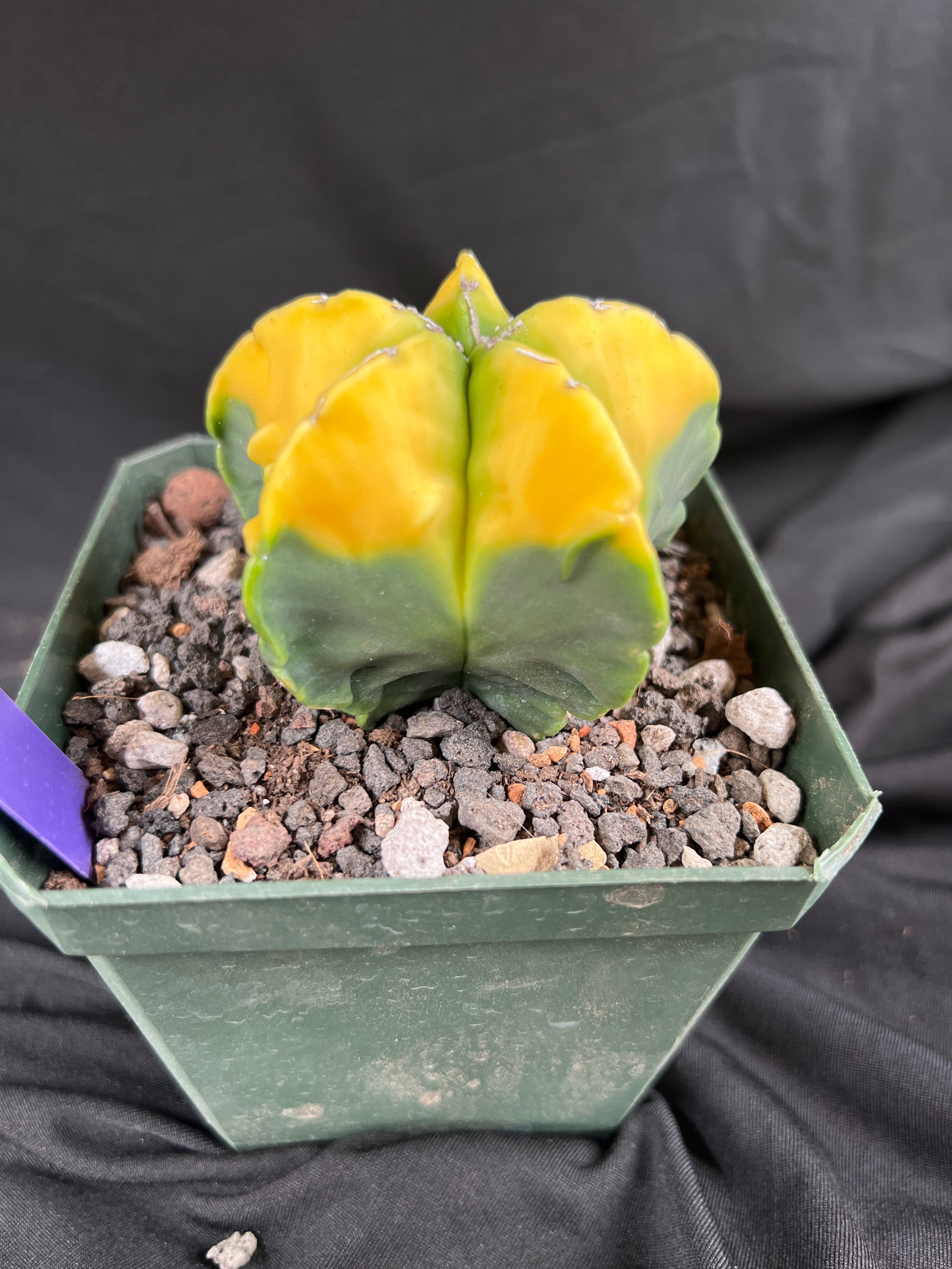 Astrophytum Myriostigma cv. Kohyo cactus - 1083