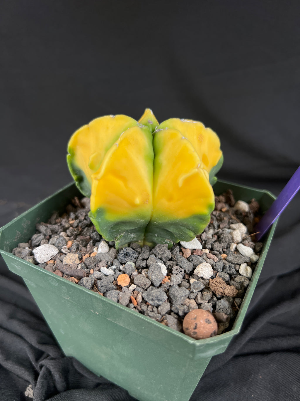 Astrophytum Myriostigma cv. Kohyo cactus - 1083