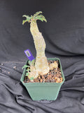 Dorstenia Lavrani Succulent - 1084