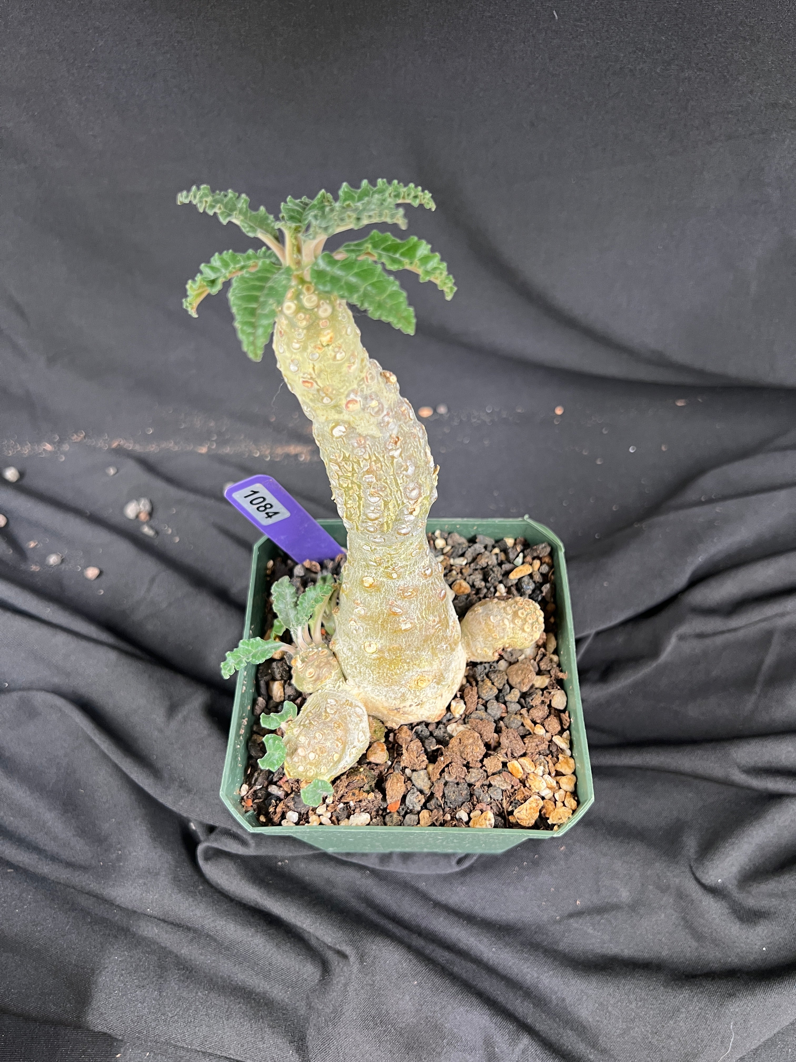 Dorstenia Lavrani Succulent - 1084