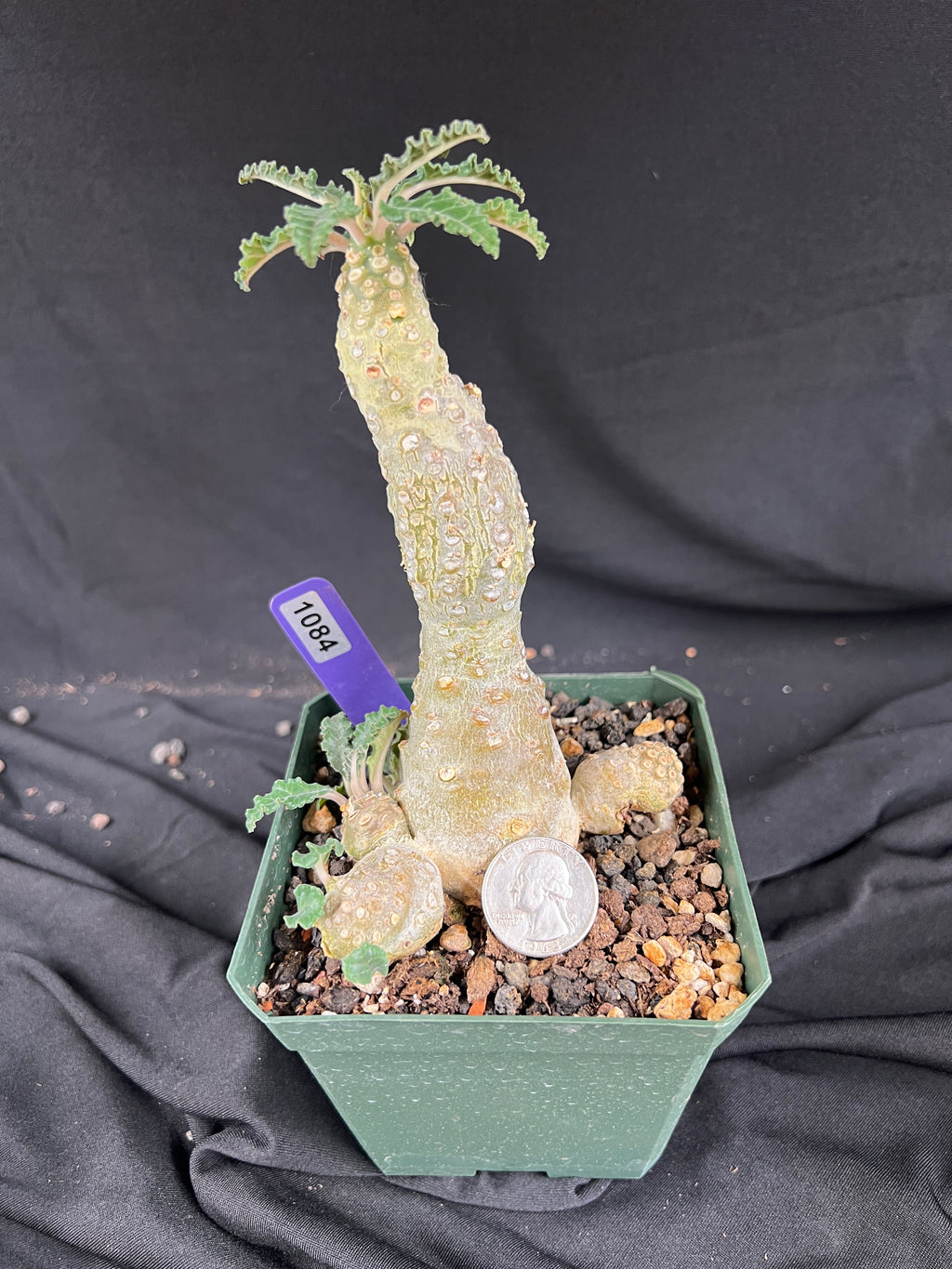 Dorstenia Lavrani Succulent - 1084