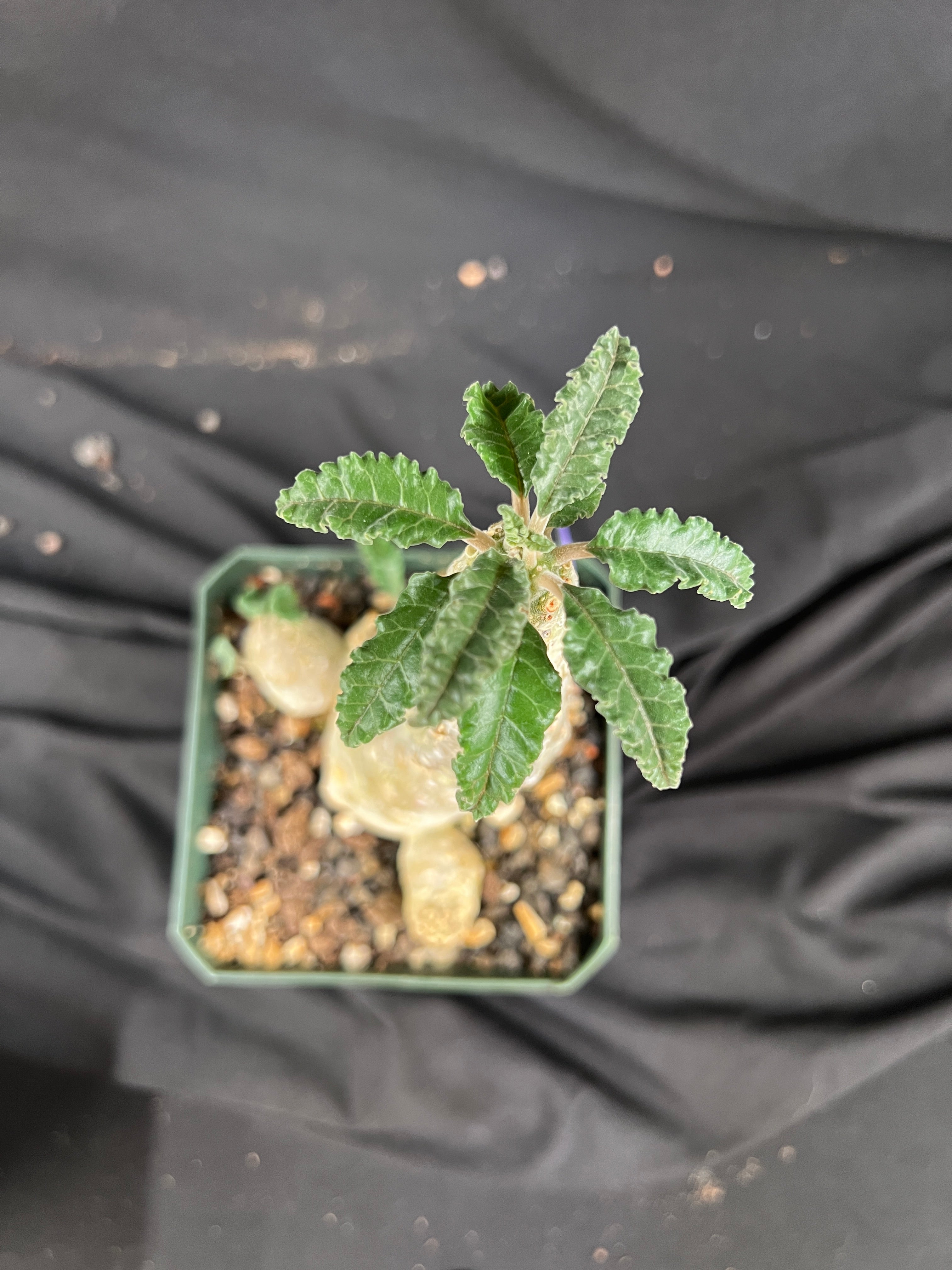 Dorstenia Lavrani Succulent - 1084
