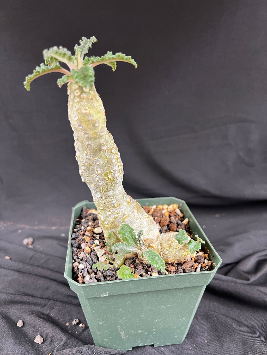 Dorstenia Lavrani Succulent - 1084