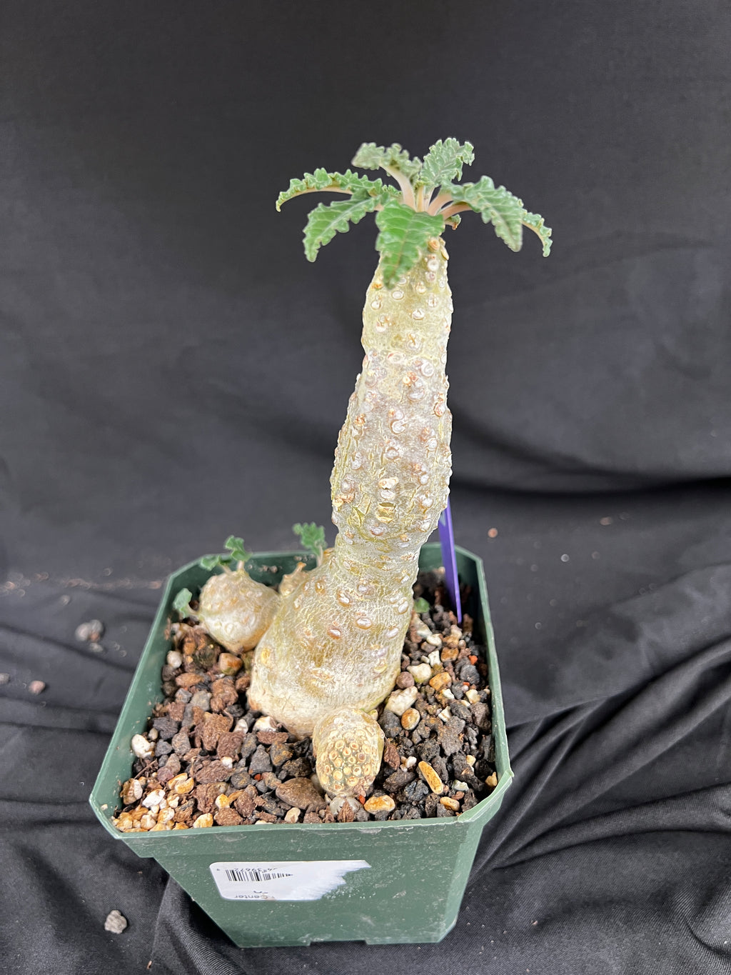Dorstenia Lavrani Succulent - 1084