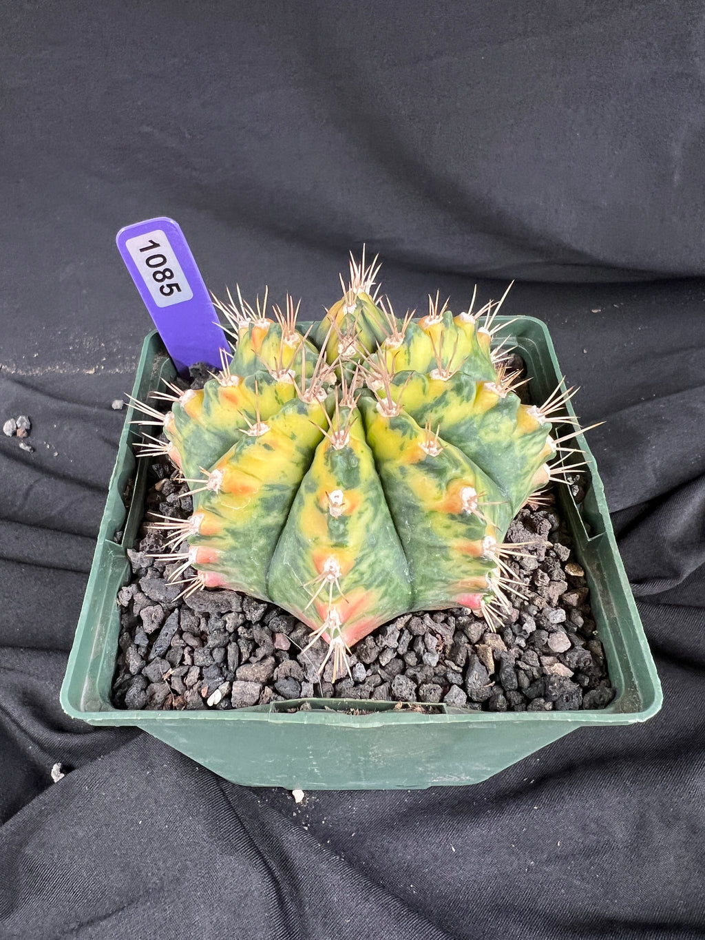 Gymnocalycium Mihanovichii - 'War Paint' with full pattern Cactus - 1085