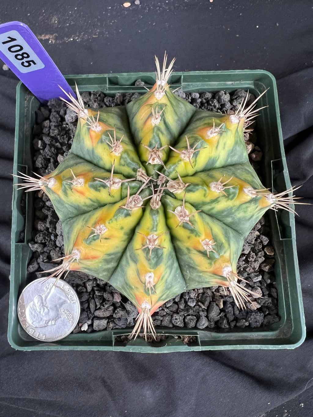 Gymnocalycium Mihanovichii - 'War Paint' with full pattern Cactus - 1085