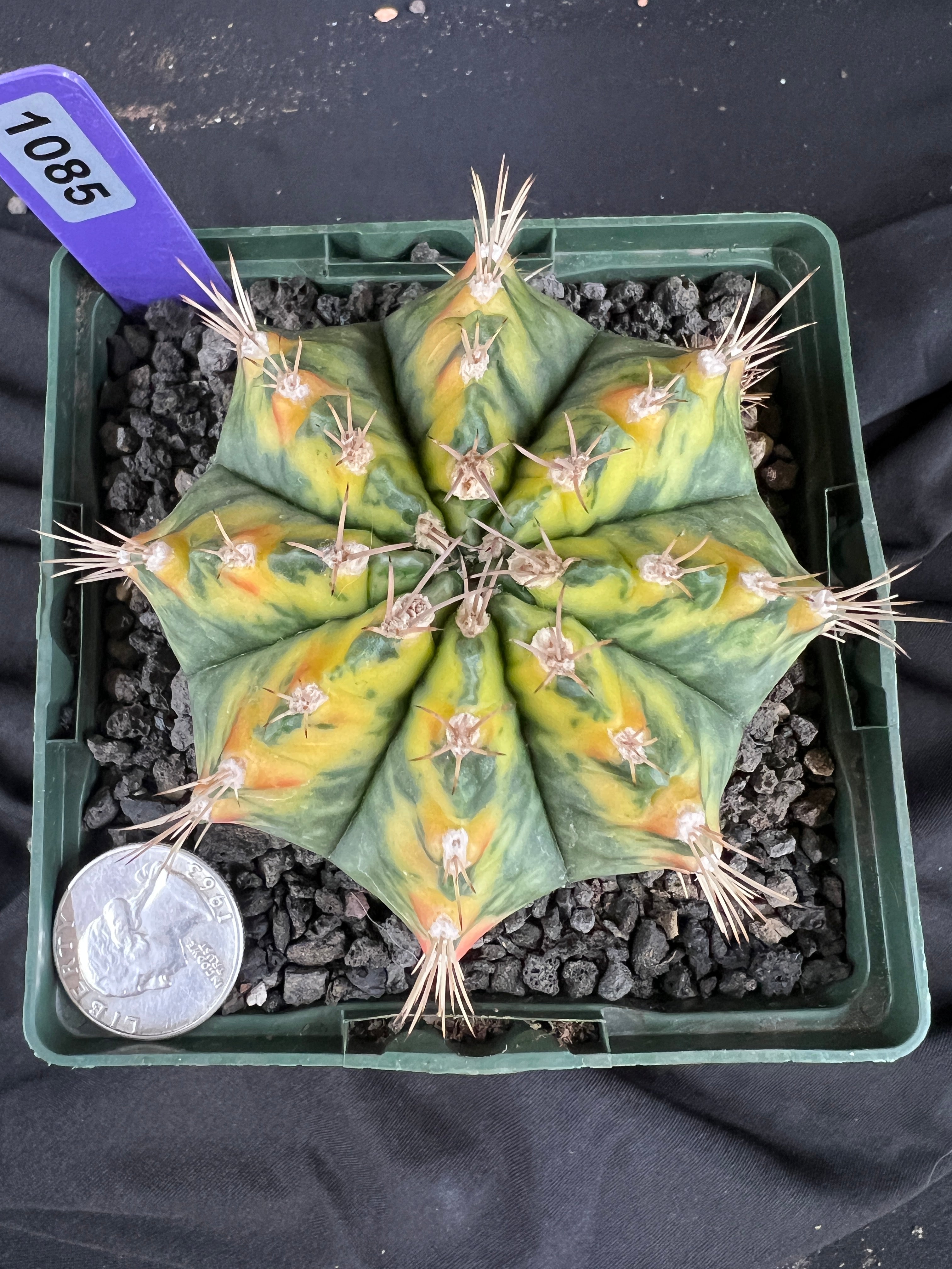 Gymnocalycium Mihanovichii - 'War Paint' with full pattern Cactus - 1085