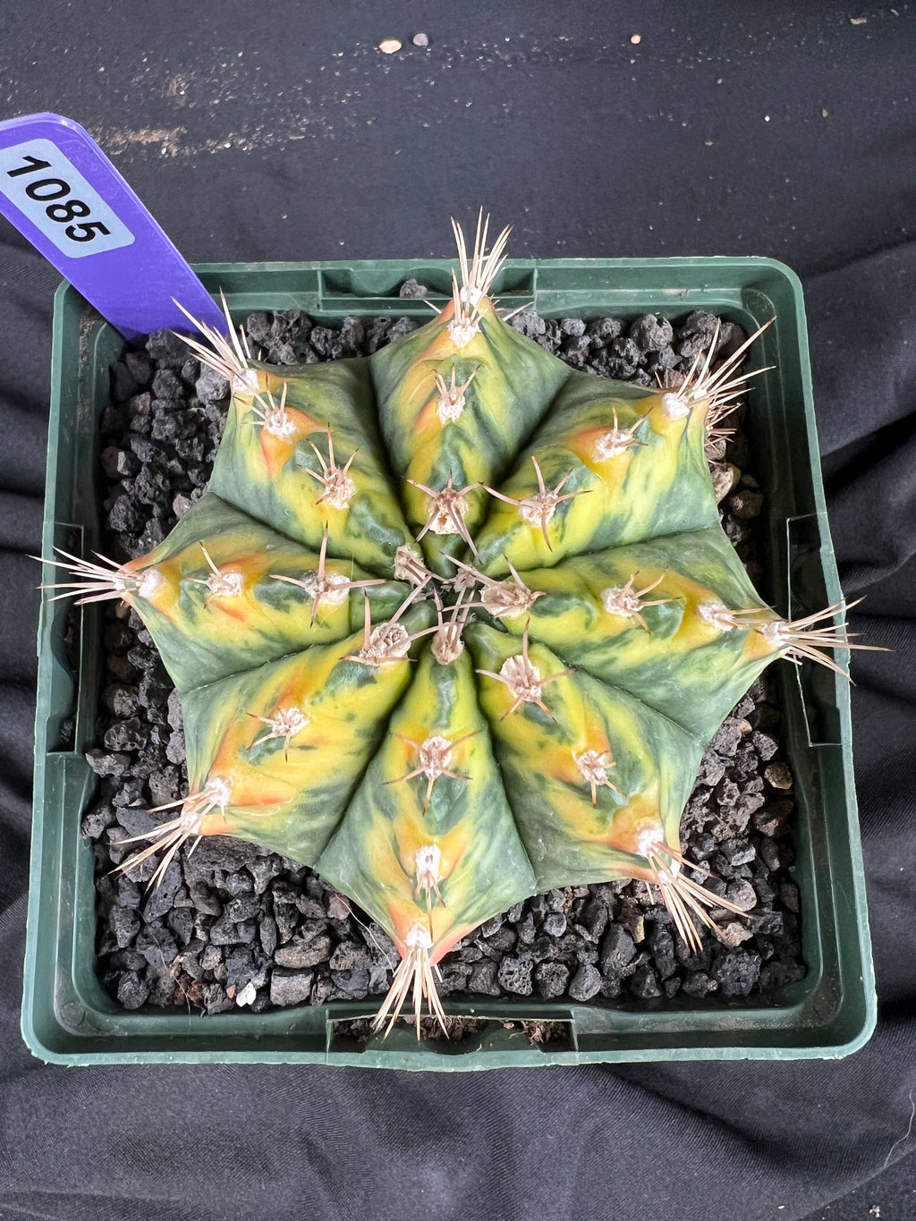 Gymnocalycium Mihanovichii - 'War Paint' with full pattern Cactus - 1085
