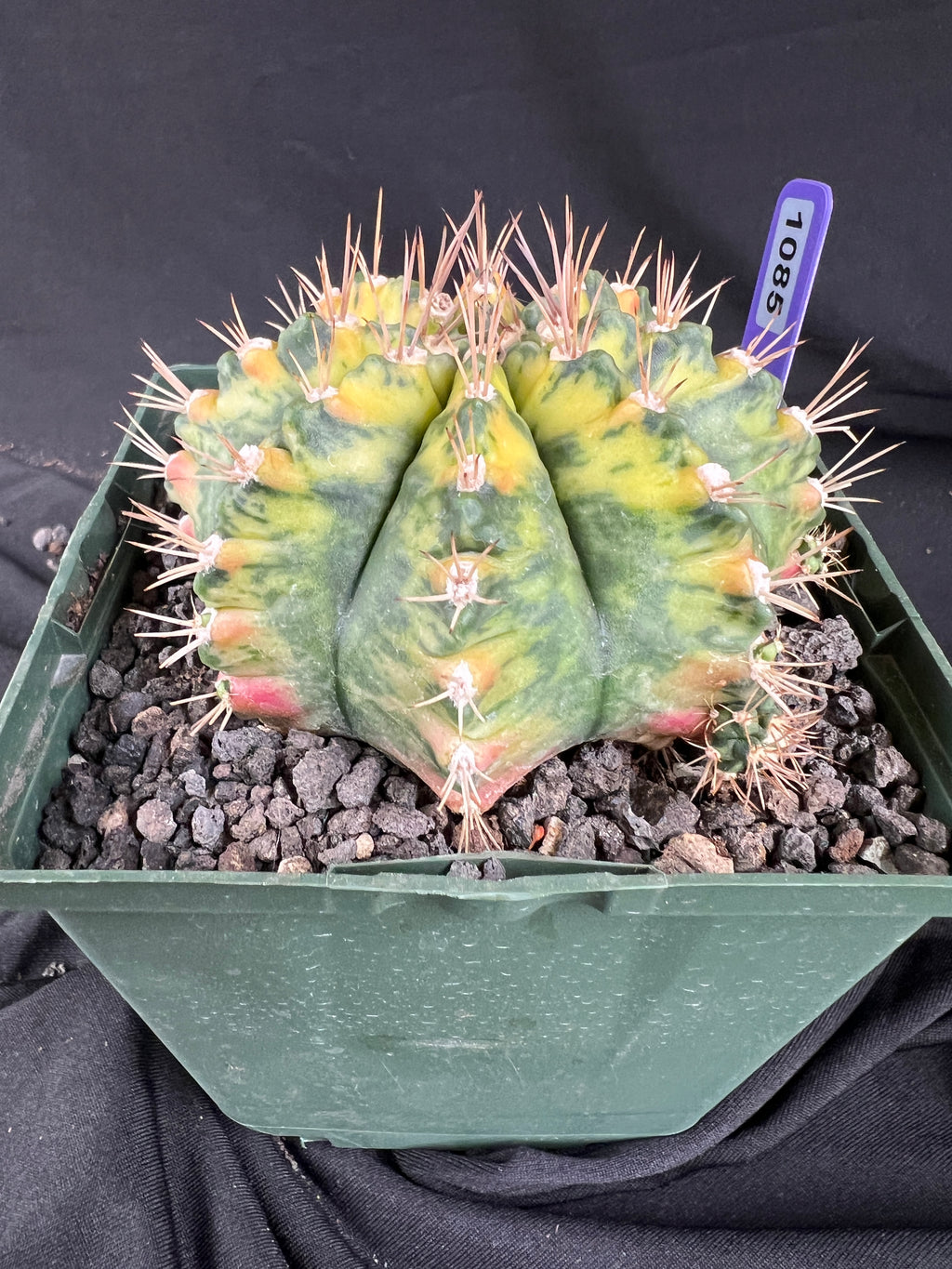 Gymnocalycium Mihanovichii - 'War Paint' with full pattern Cactus - 1085