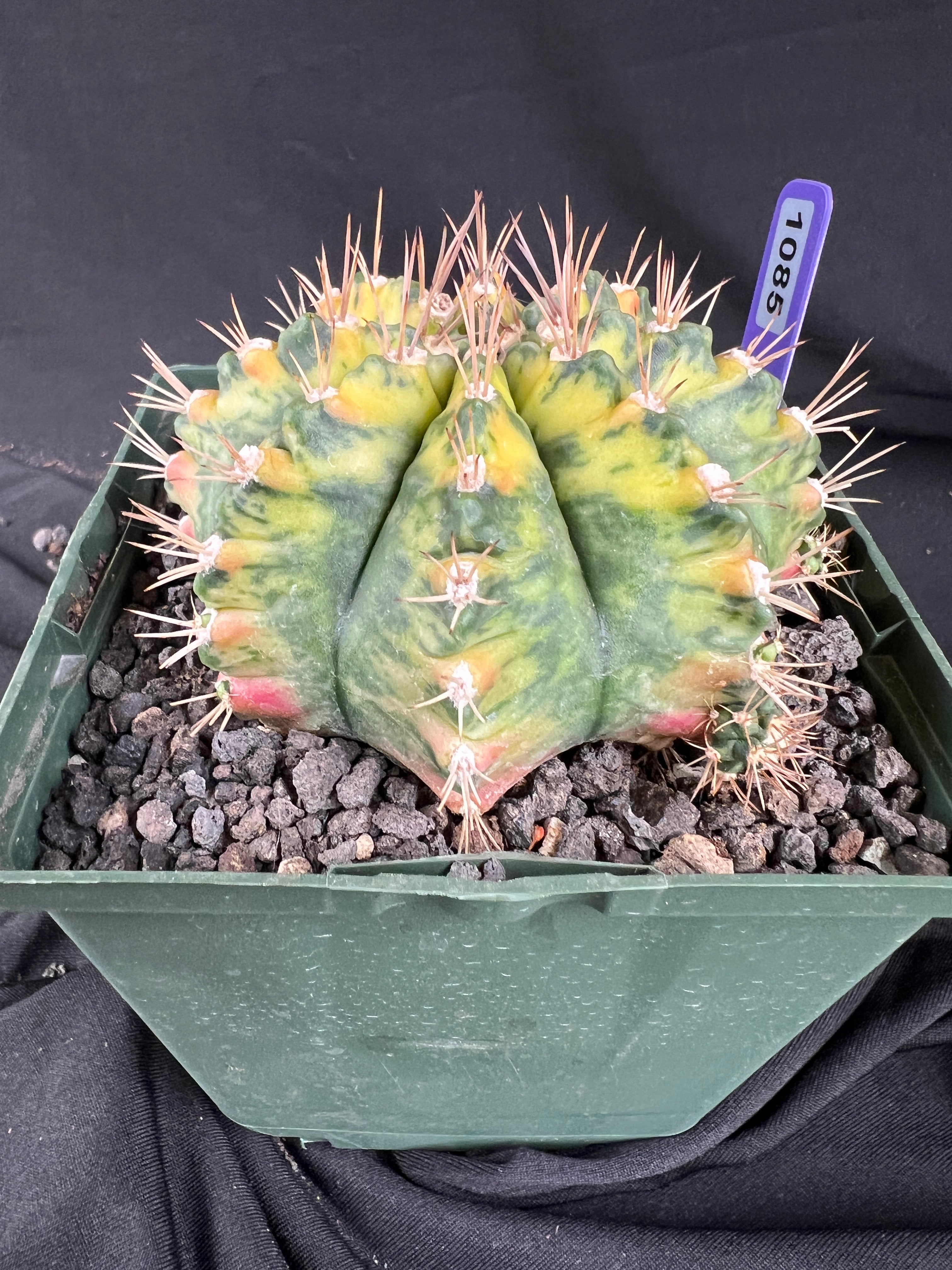 Gymnocalycium Mihanovichii - 'War Paint' with full pattern Cactus - 1085
