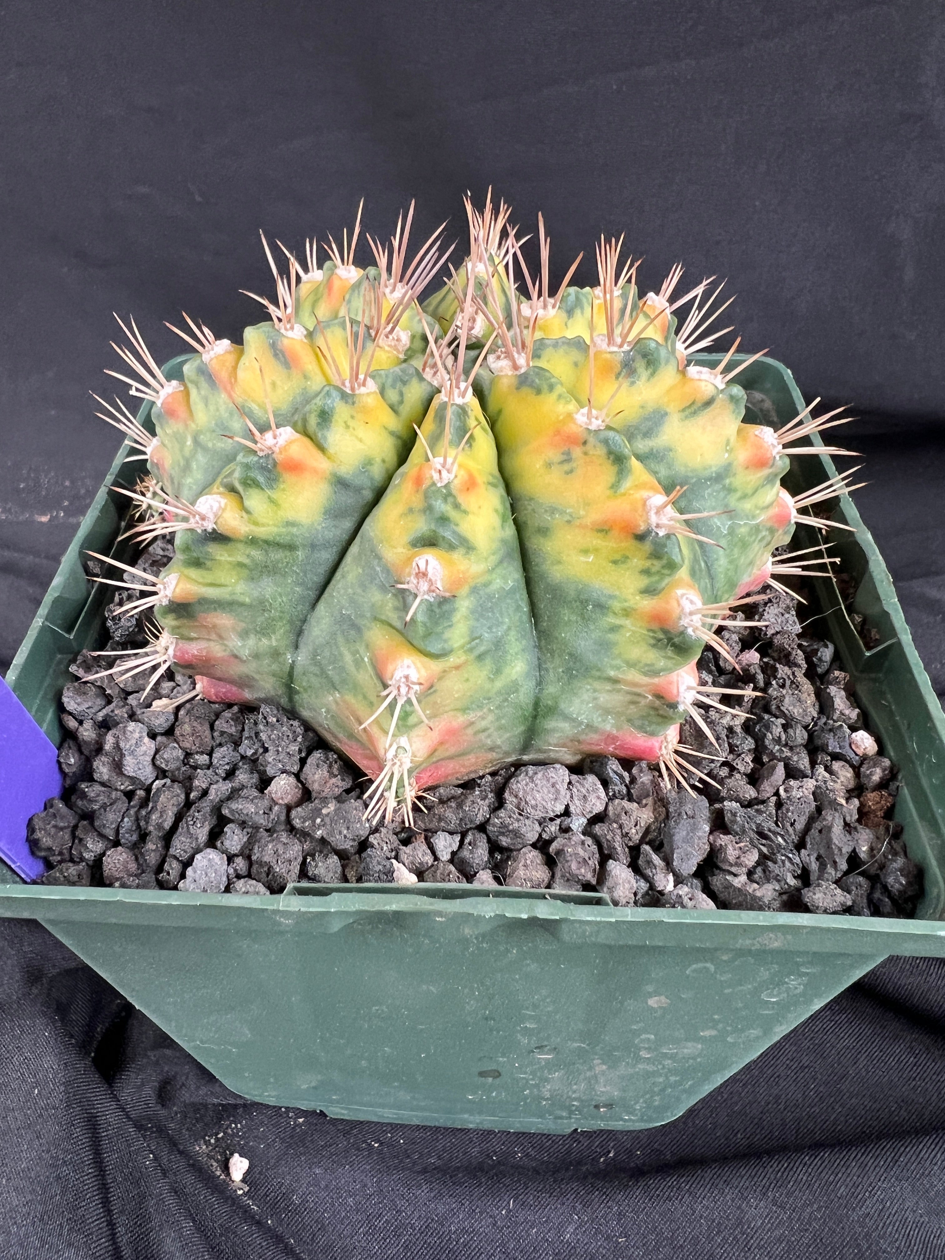 Gymnocalycium Mihanovichii - 'War Paint' with full pattern Cactus - 1085