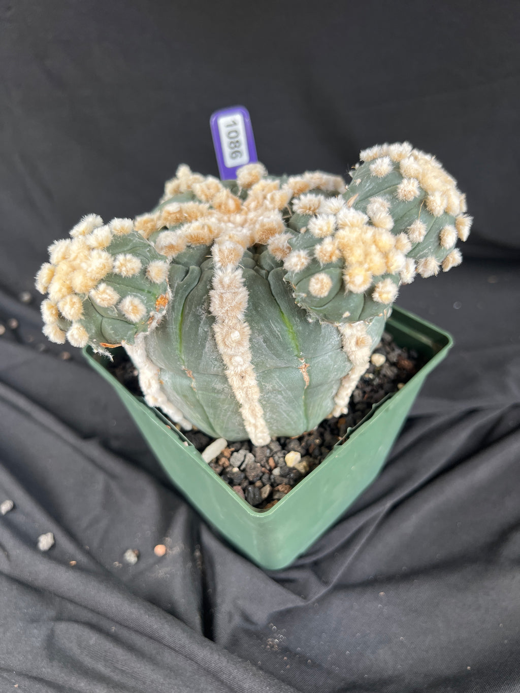 Astrophytum Asterias cv. Rensei x Ooibo - 1086