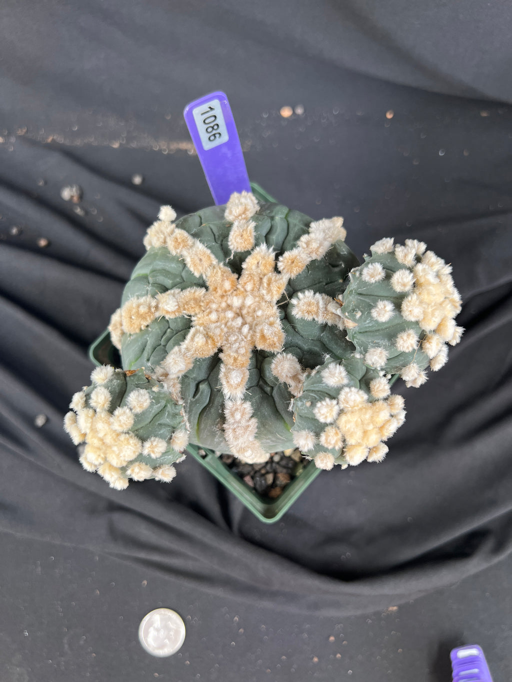 Astrophytum Asterias cv. Rensei x Ooibo - 1086