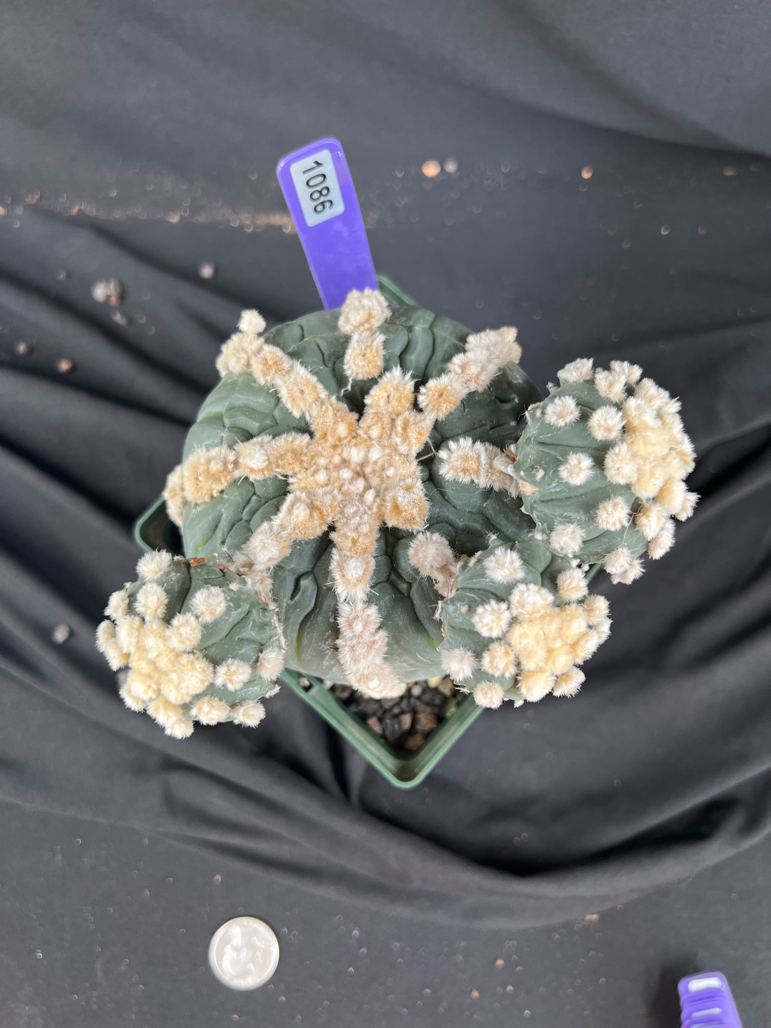 Astrophytum Asterias cv. Rensei x Ooibo - 1086