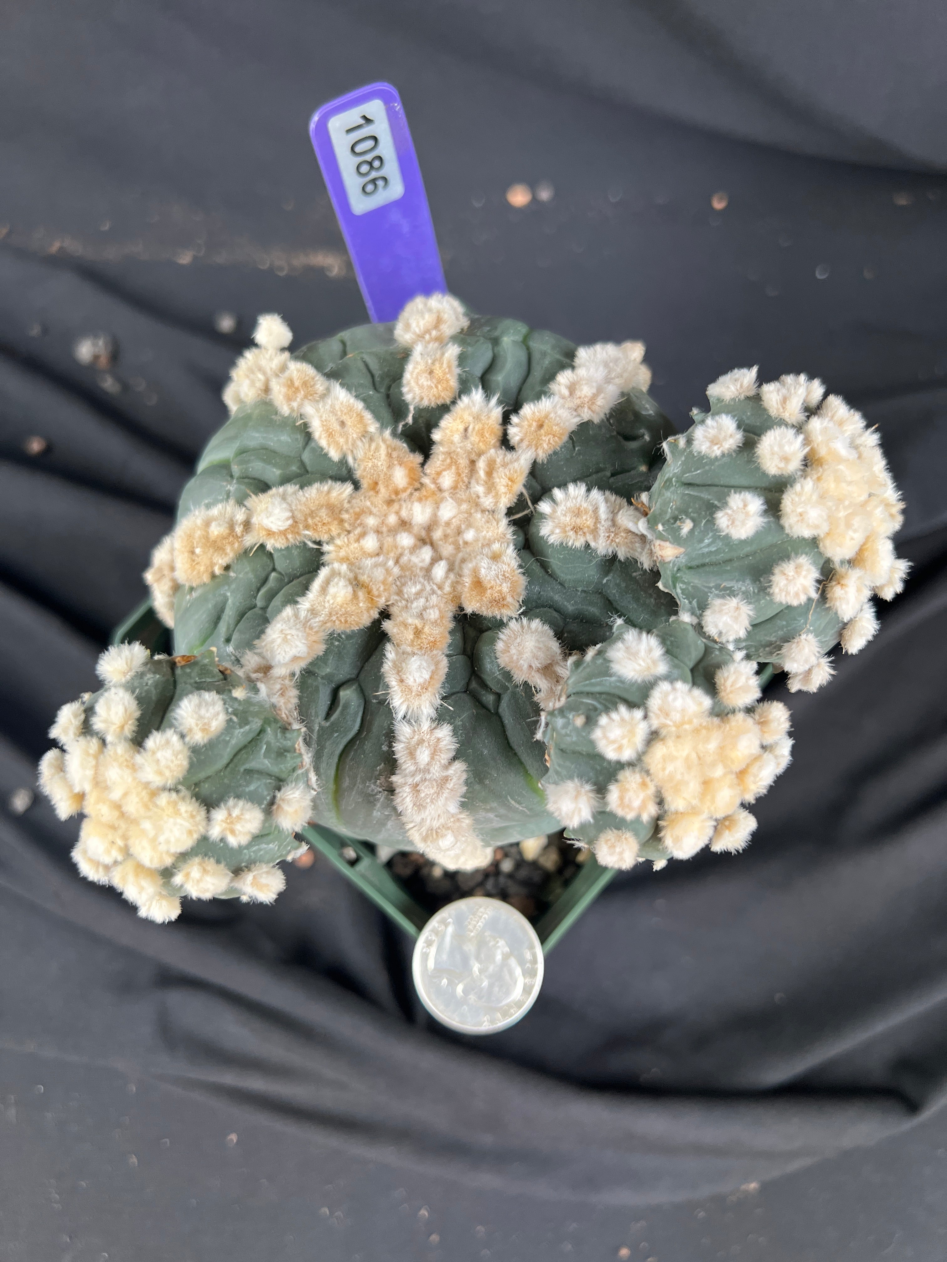 Astrophytum Asterias cv. Rensei x Ooibo - 1086