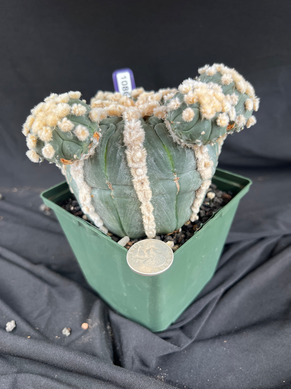 Astrophytum Asterias cv. Rensei x Ooibo - 1086