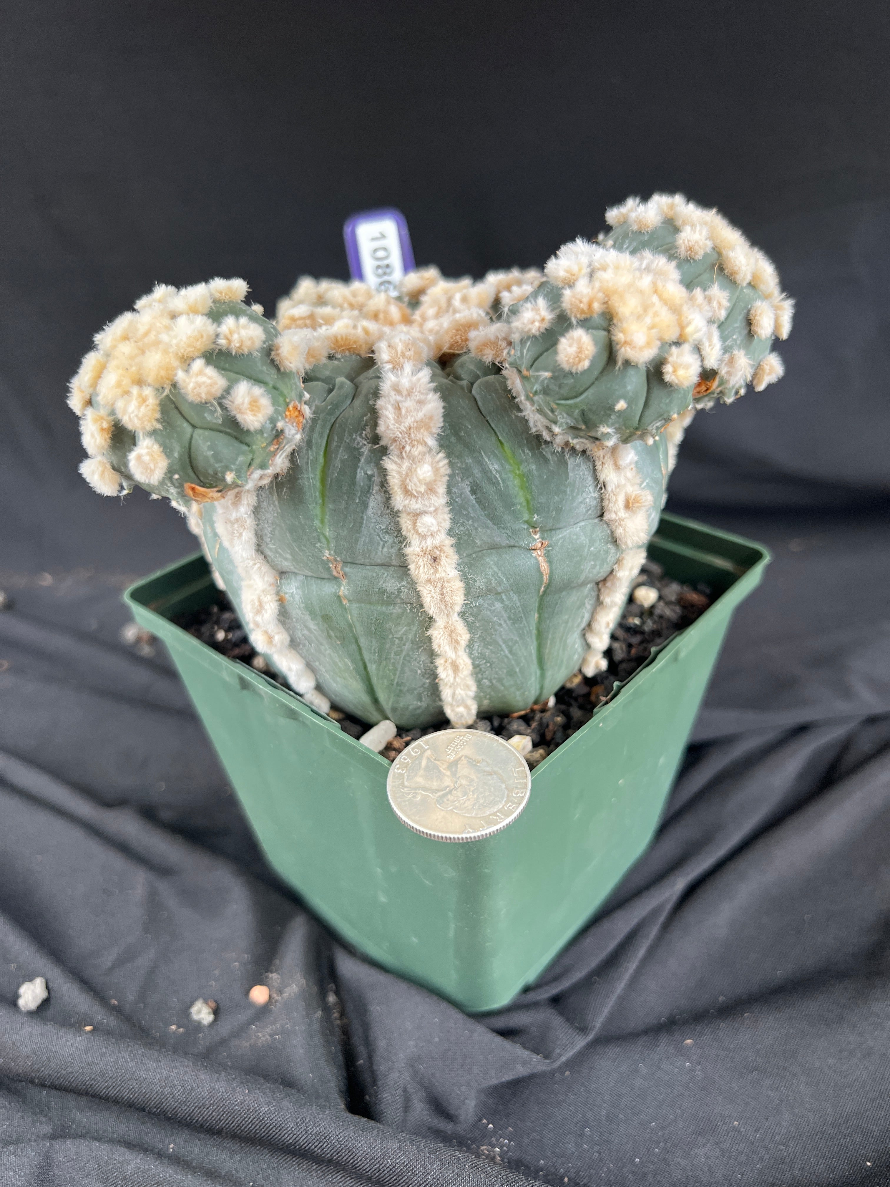 Astrophytum Asterias cv. Rensei x Ooibo - 1086