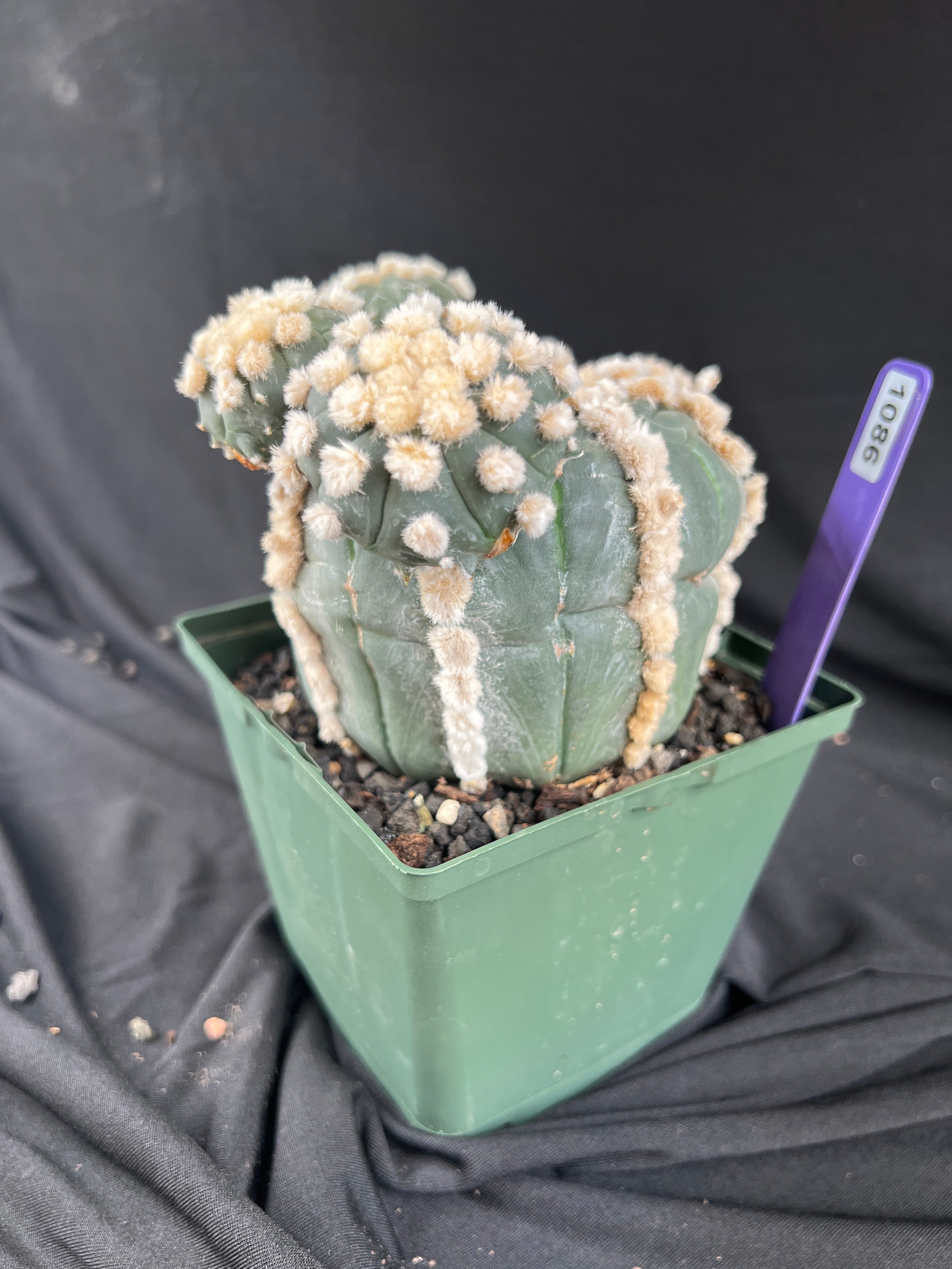 Astrophytum Asterias cv. Rensei x Ooibo - 1086