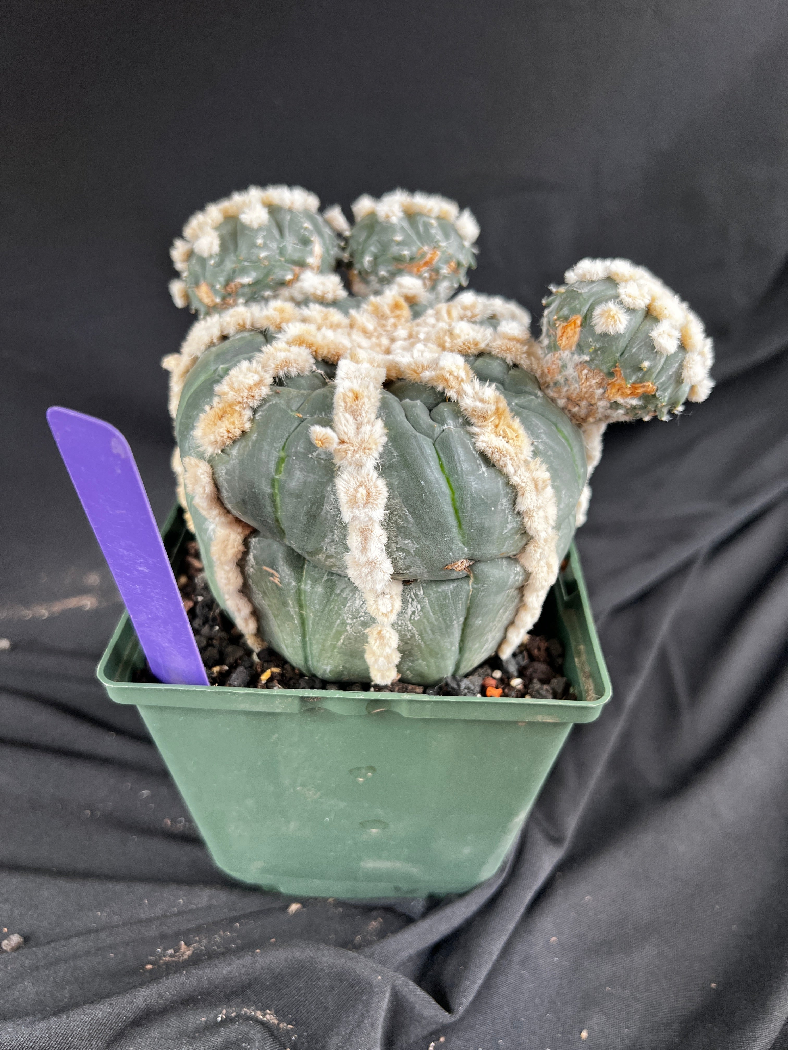 Astrophytum Asterias cv. Rensei x Ooibo - 1086