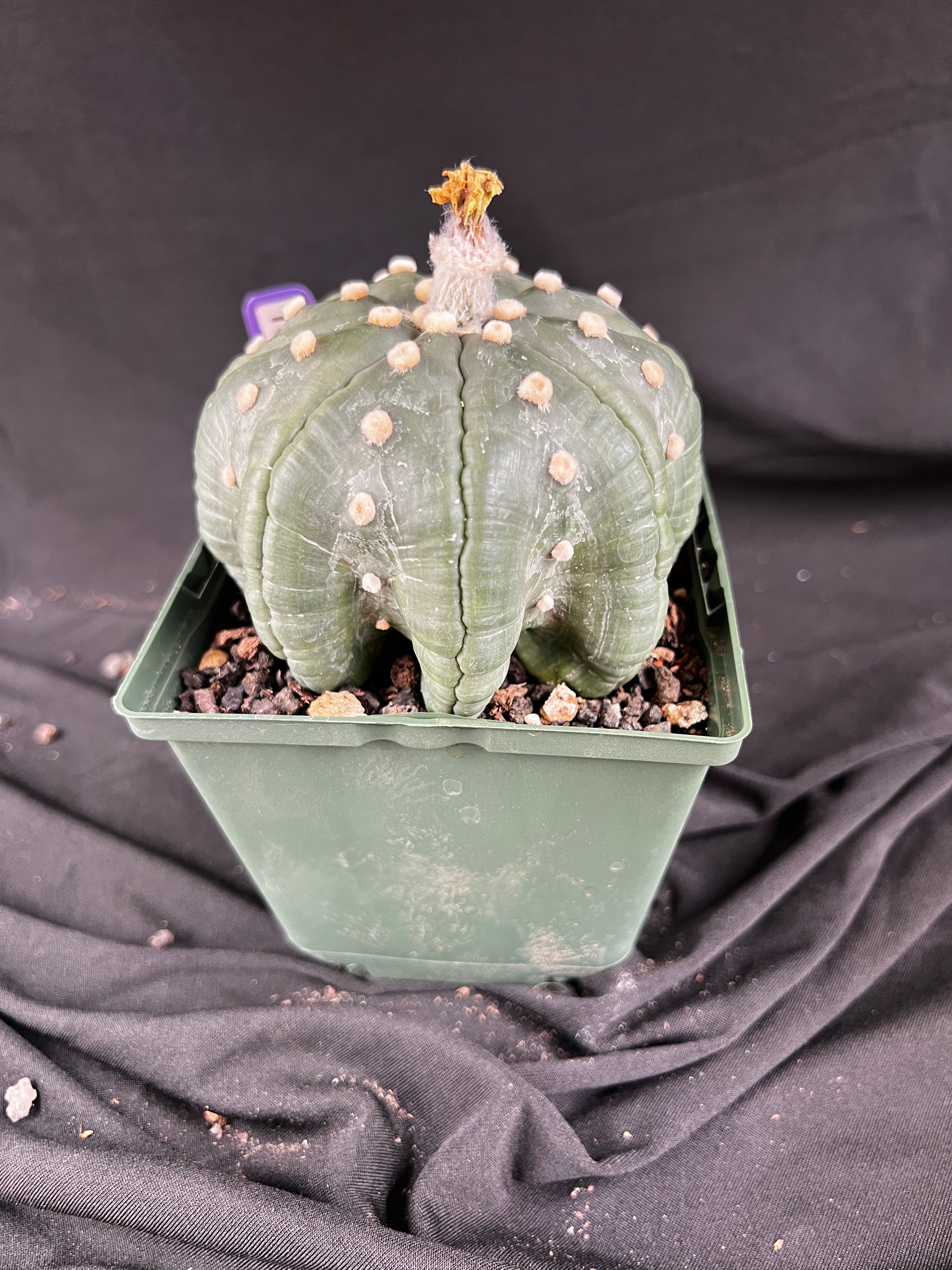 Astrophytum Asterias cv. Star Type - 'Squid Legs' cactus - 1087