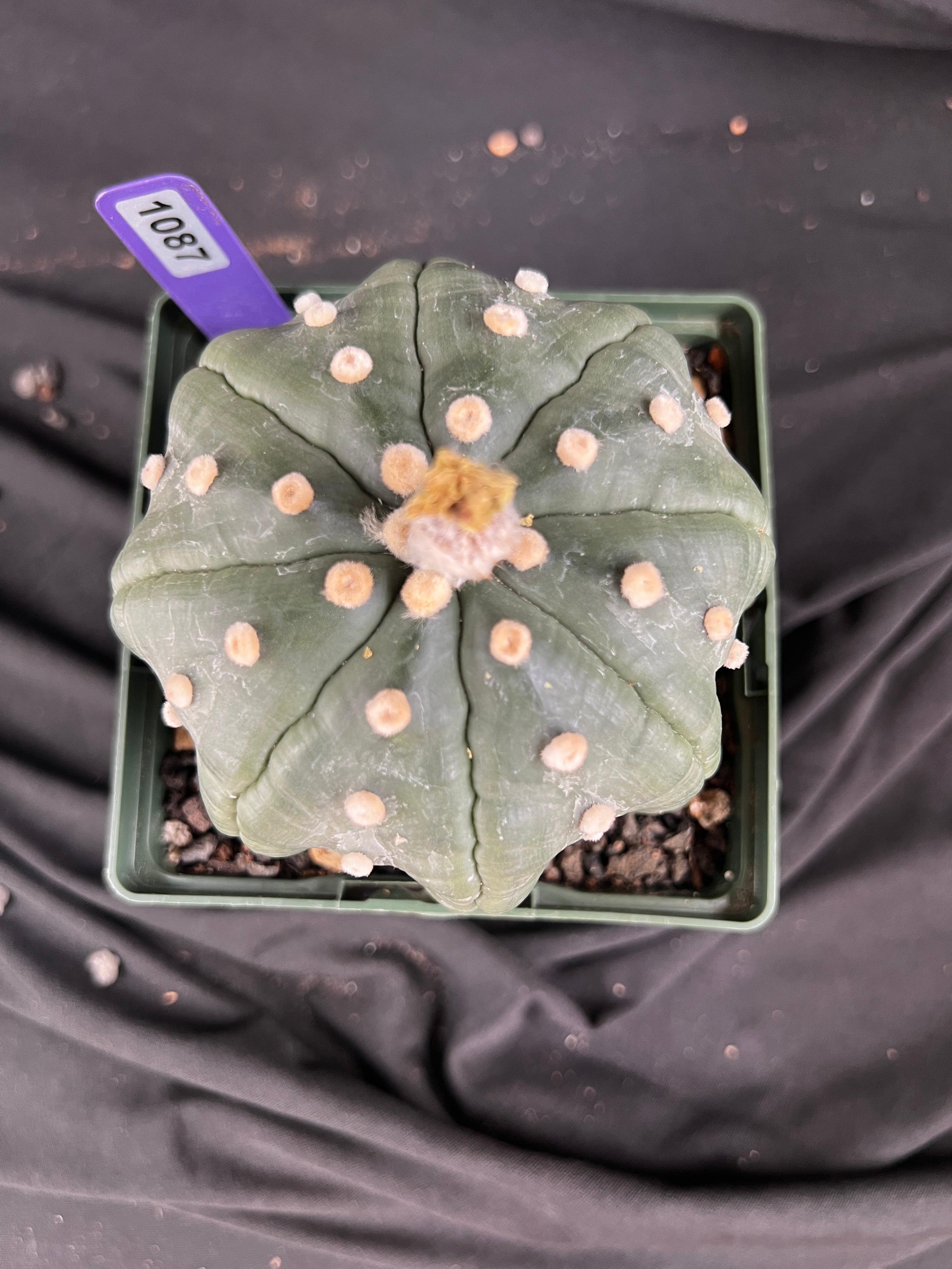 Astrophytum Asterias cv. Star Type - 'Squid Legs' cactus - 1087