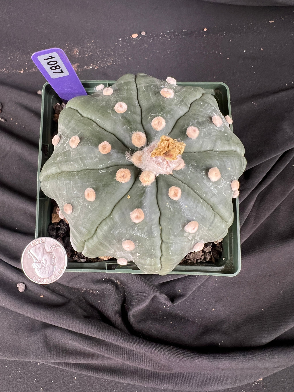 Astrophytum Asterias cv. Star Type - 'Squid Legs' cactus - 1087