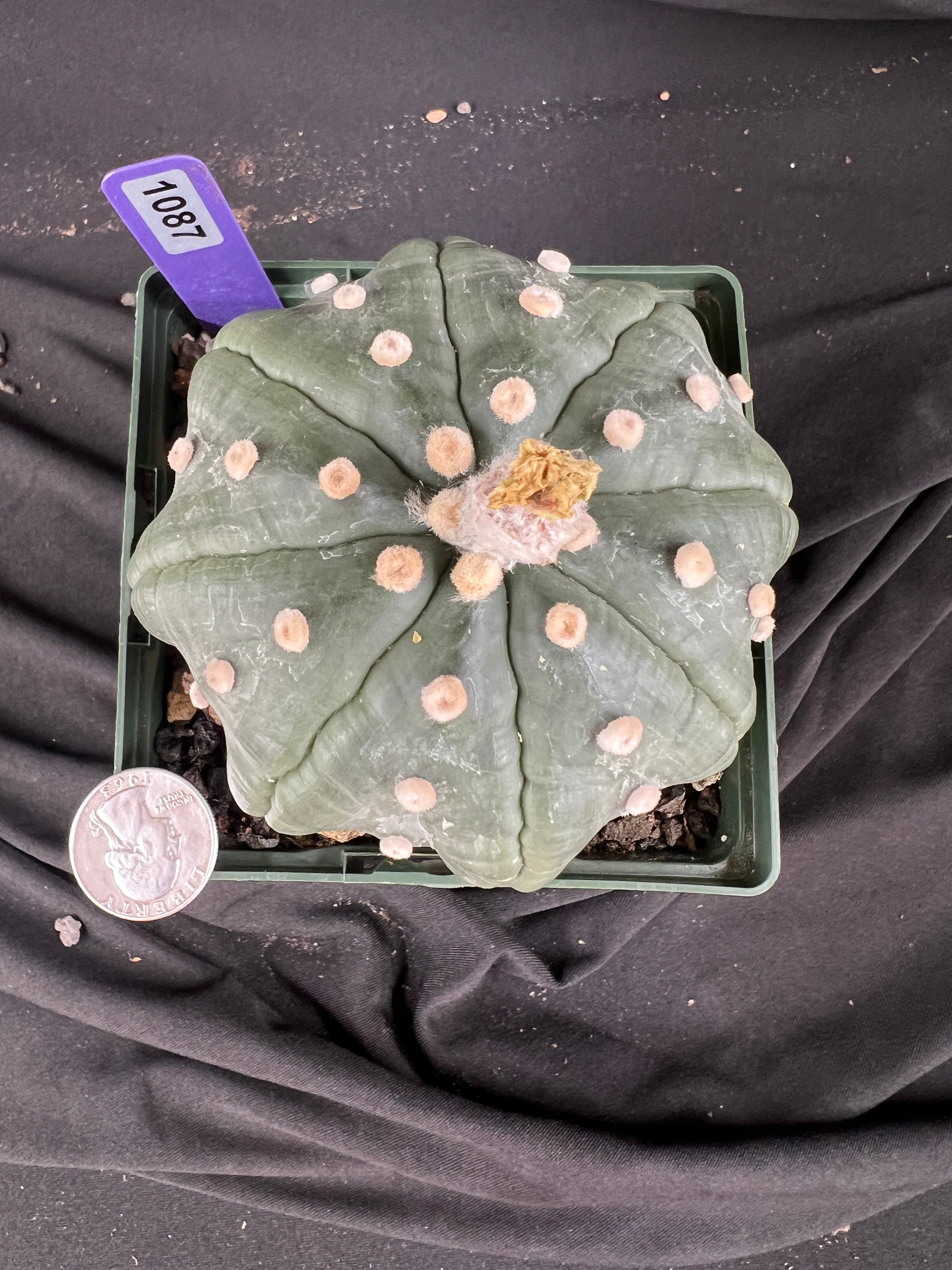 Astrophytum Asterias cv. Star Type - 'Squid Legs' cactus - 1087