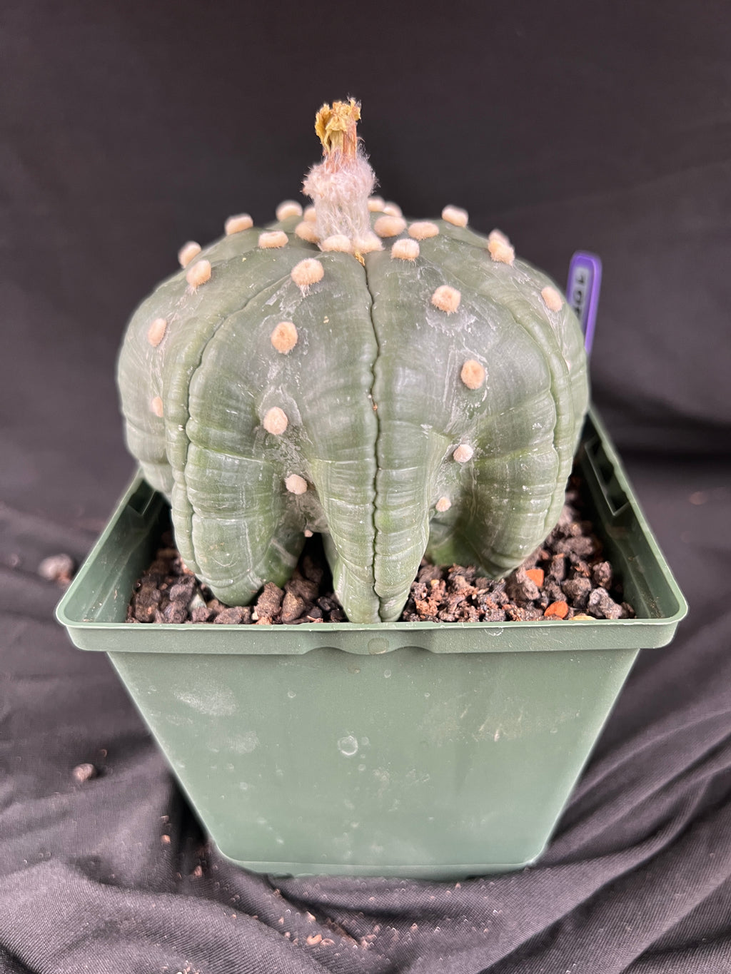 Astrophytum Asterias cv. Star Type - 'Squid Legs' cactus - 1087