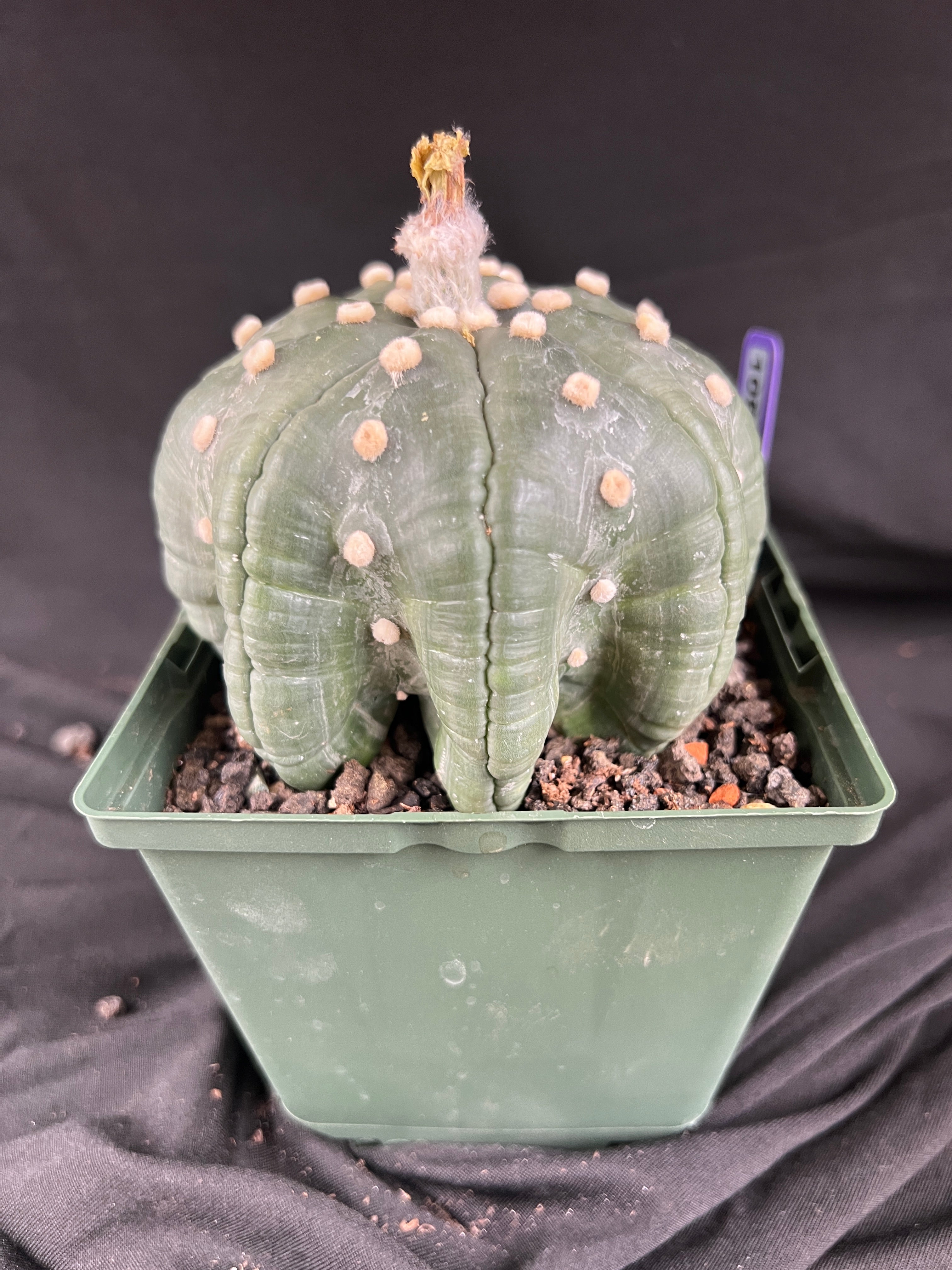 Astrophytum Asterias cv. Star Type - 'Squid Legs' cactus - 1087