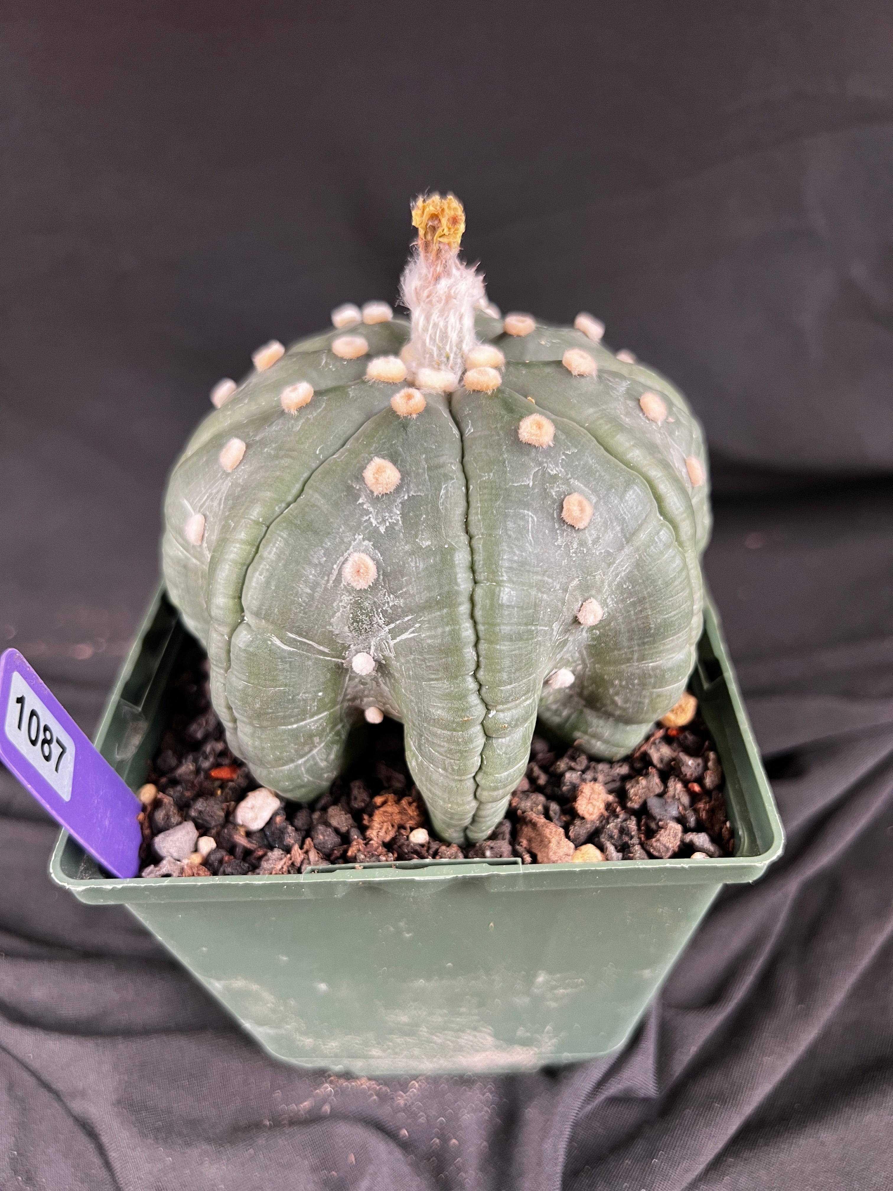Astrophytum Asterias cv. Star Type - 'Squid Legs' cactus - 1087