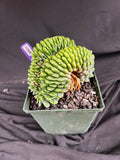 Gymnocalycium Cristata Inermis 'Bridge Form' - 1088