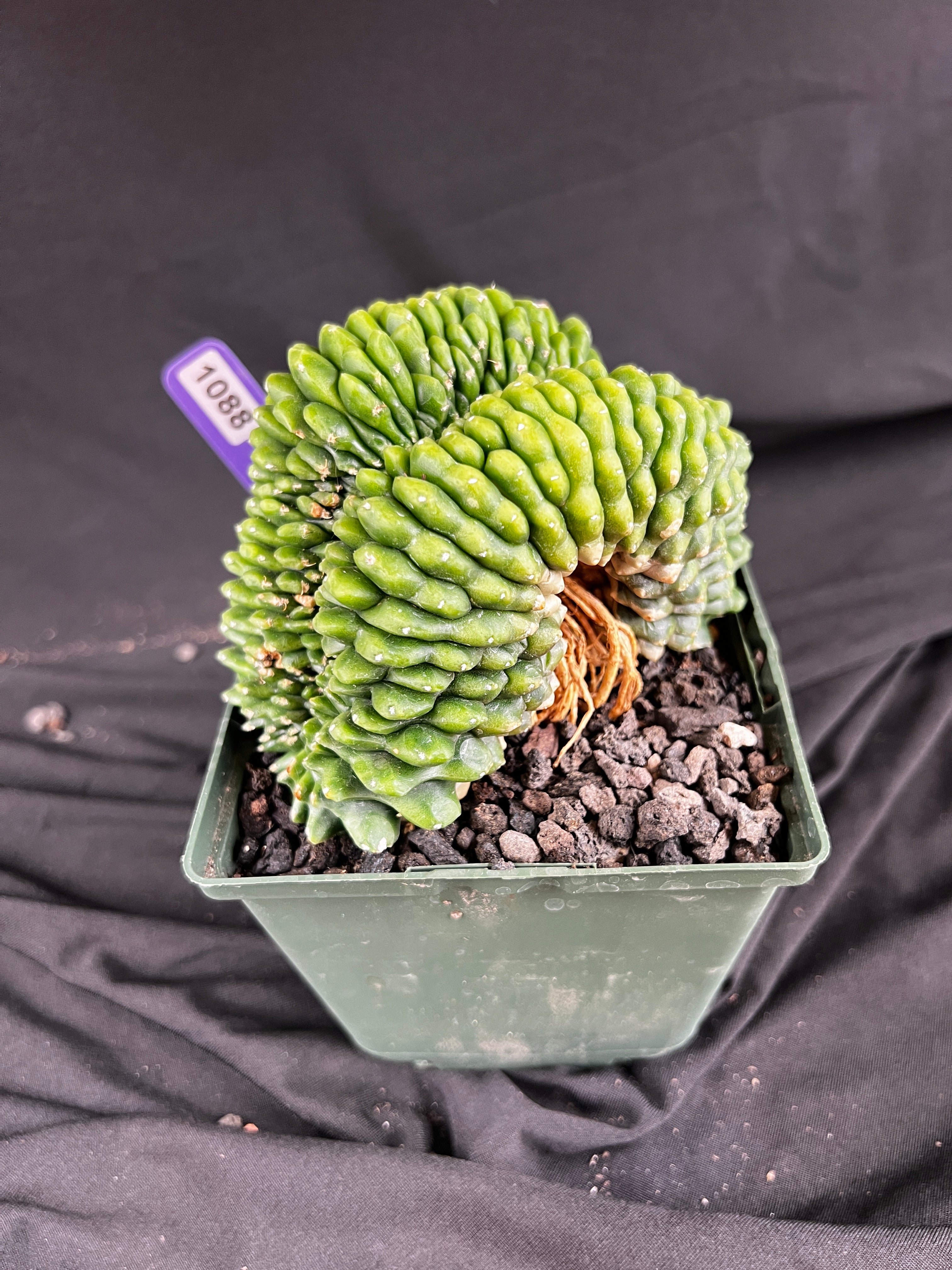 Gymnocalycium Cristata Inermis 'Bridge Form' - 1088