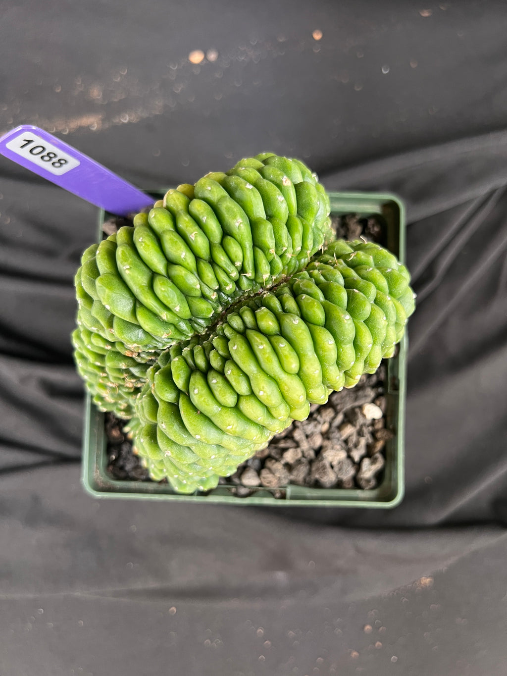 Gymnocalycium Cristata Inermis 'Bridge Form' - 1088